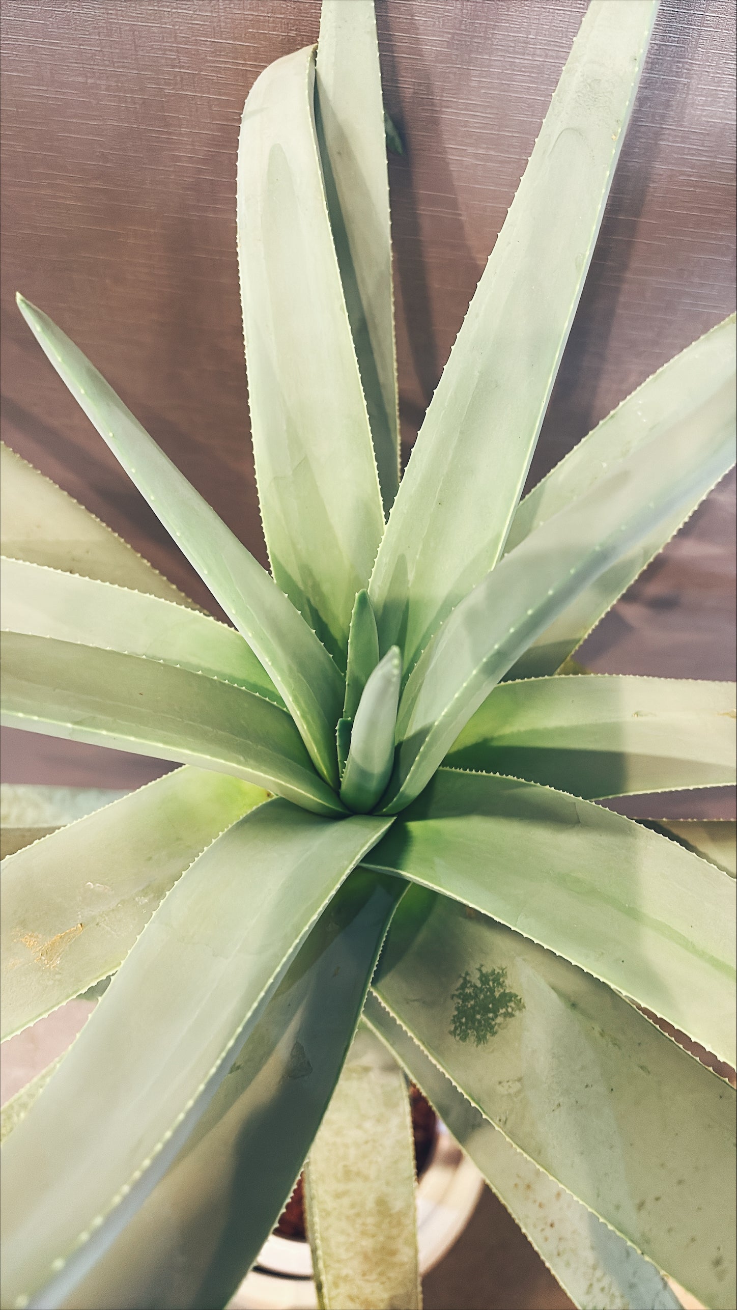 【東京都23区内の方のみ購入可】【送料無料】 アロエ・ディコトマ 10号