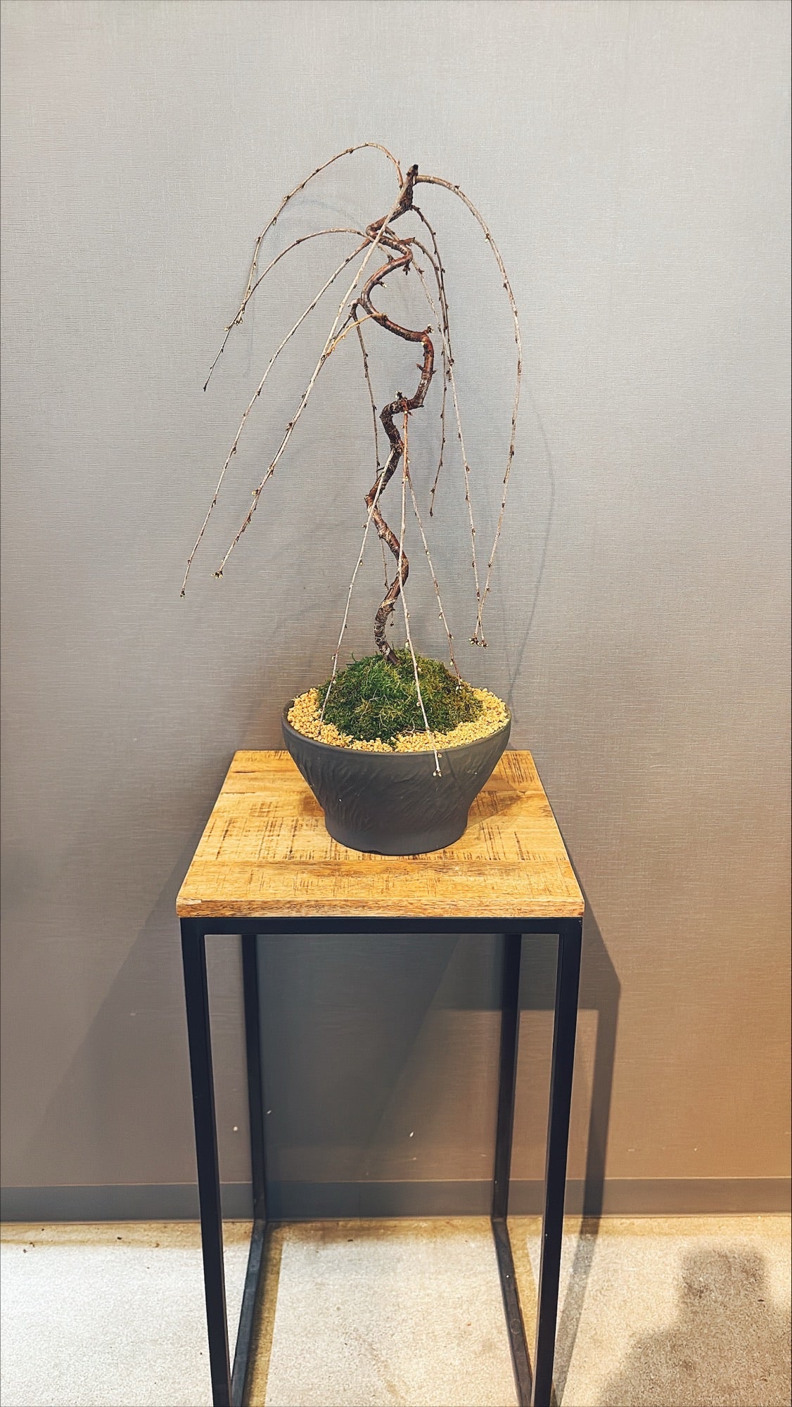 【東京都23区内の方のみ購入可】【送料無料】富士しだれ桜 10号