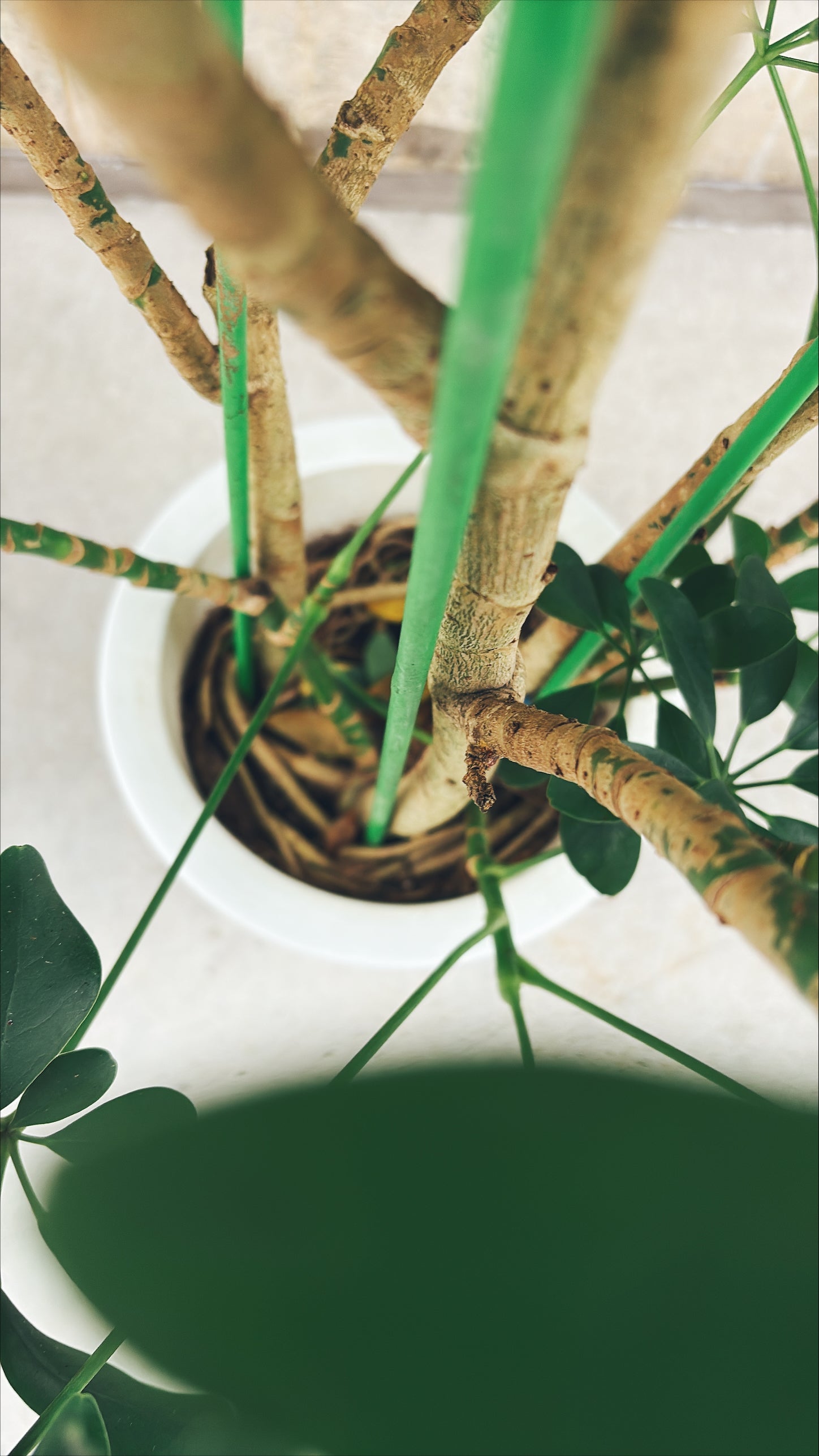 【東京都23区内の方のみ購入可】【送料無料】 シェフレラ ホンコン斑入り 8号