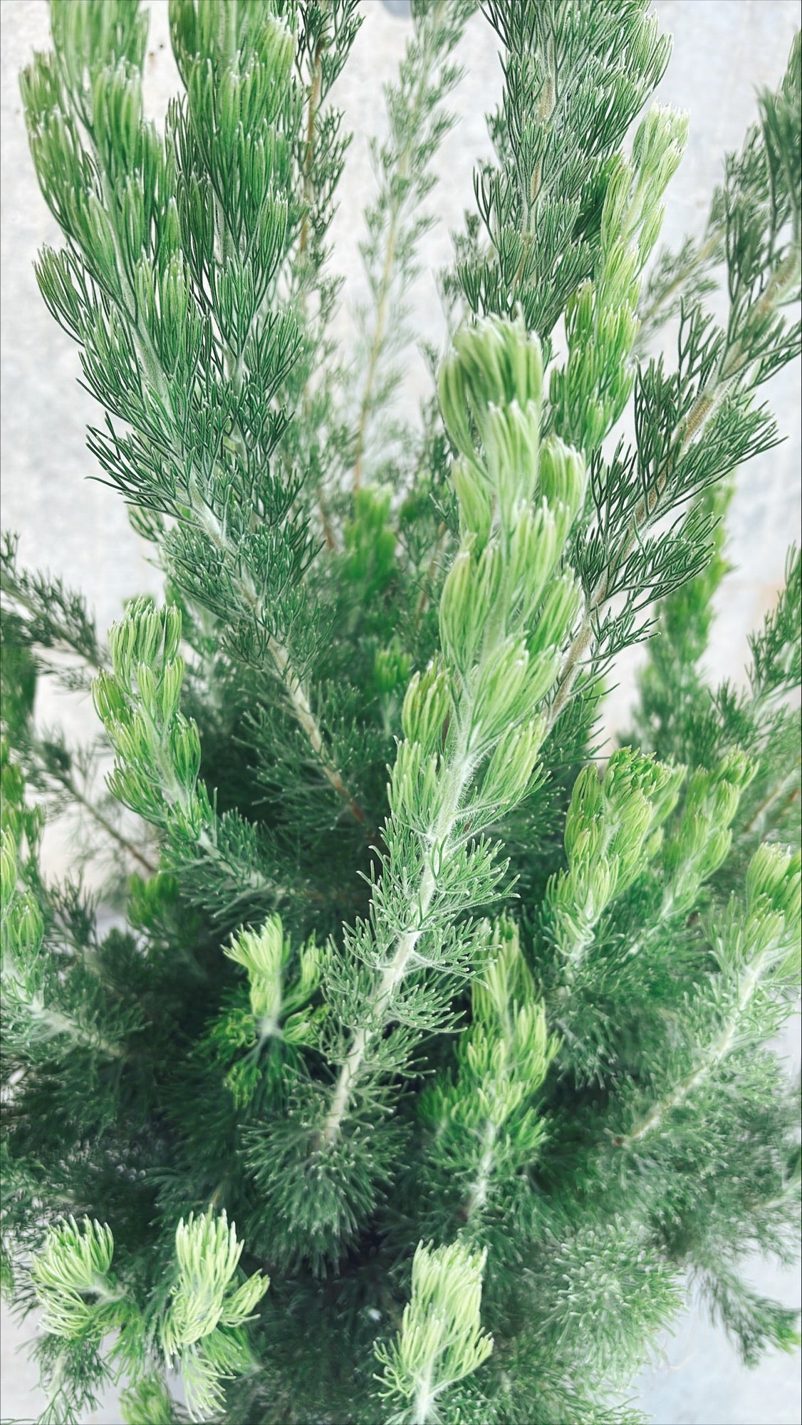 【東京都23区内の方のみ購入可】【送料無料】アデナンサス・ウーリーブッシュ 7号