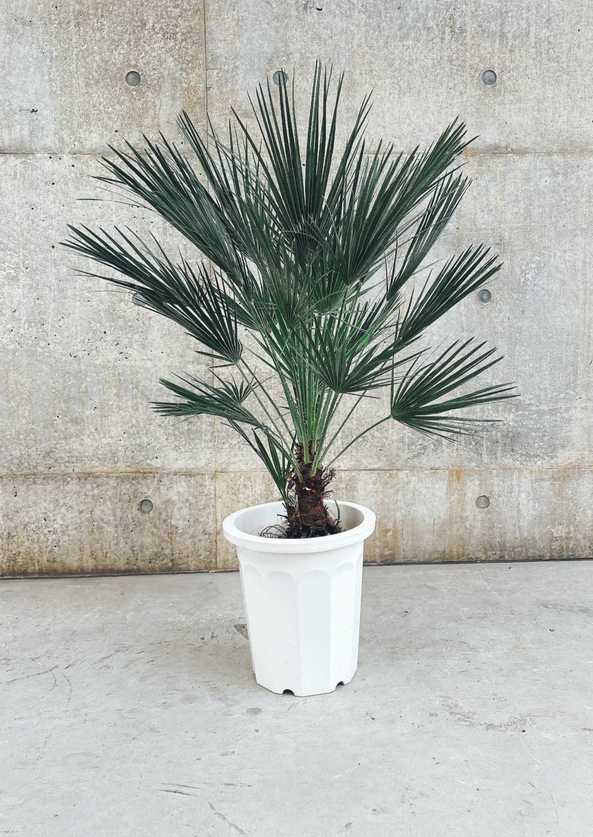 【東京都23区内の方のみ購入可】【送料無料】 チャメロプス 10号