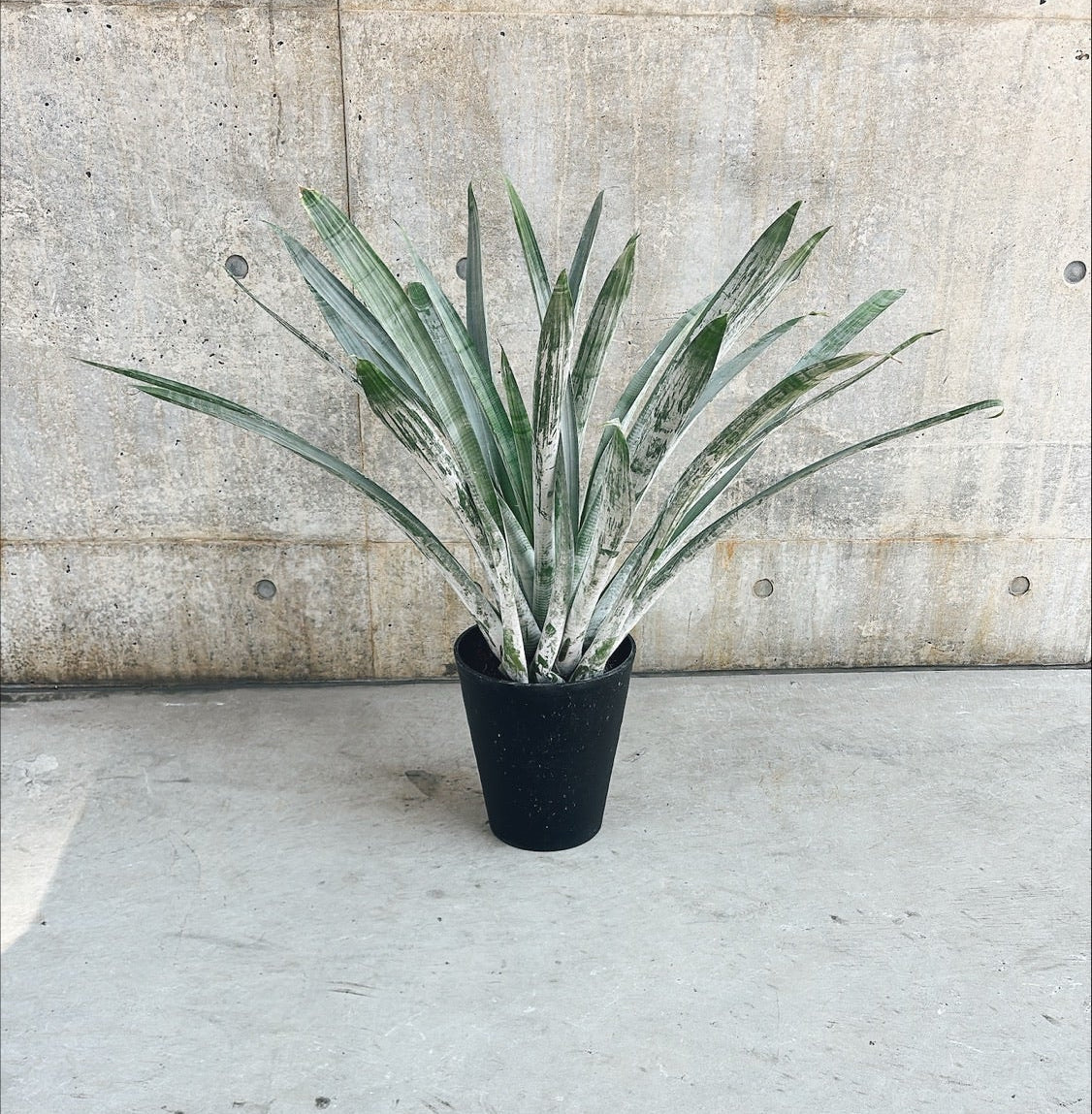 【東京都23区内の方のみ購入可】【送料無料】アルカンタレア オドラータ 9号