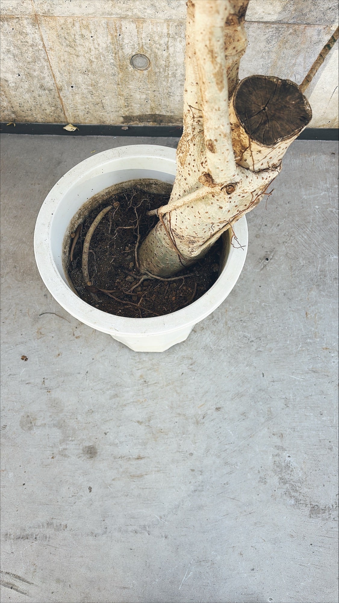 【東京都23区内の方のみ購入可】【送料無料】 シェフレラ 10号K