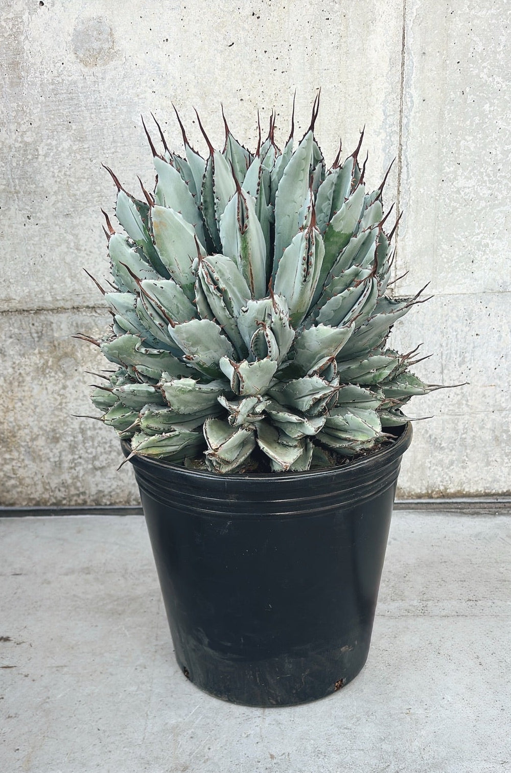 【東京都23区内の方のみ購入可】【送料無料】 アガベ・ポタトルム キュービック 10号