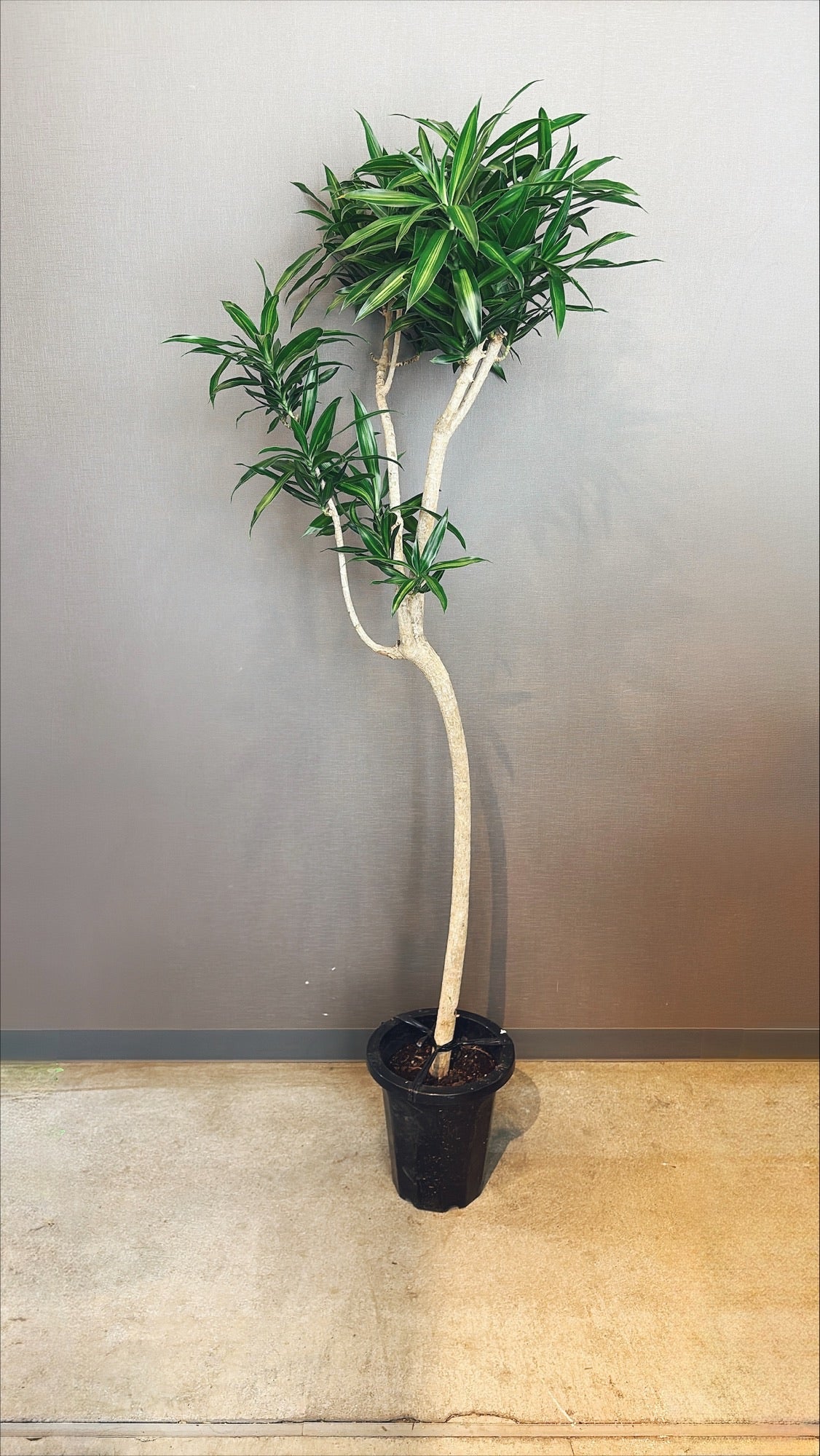 【東京都23区内の方のみ購入可】【送料無料】 ドラセナ ソングオブジャマイカ 8号