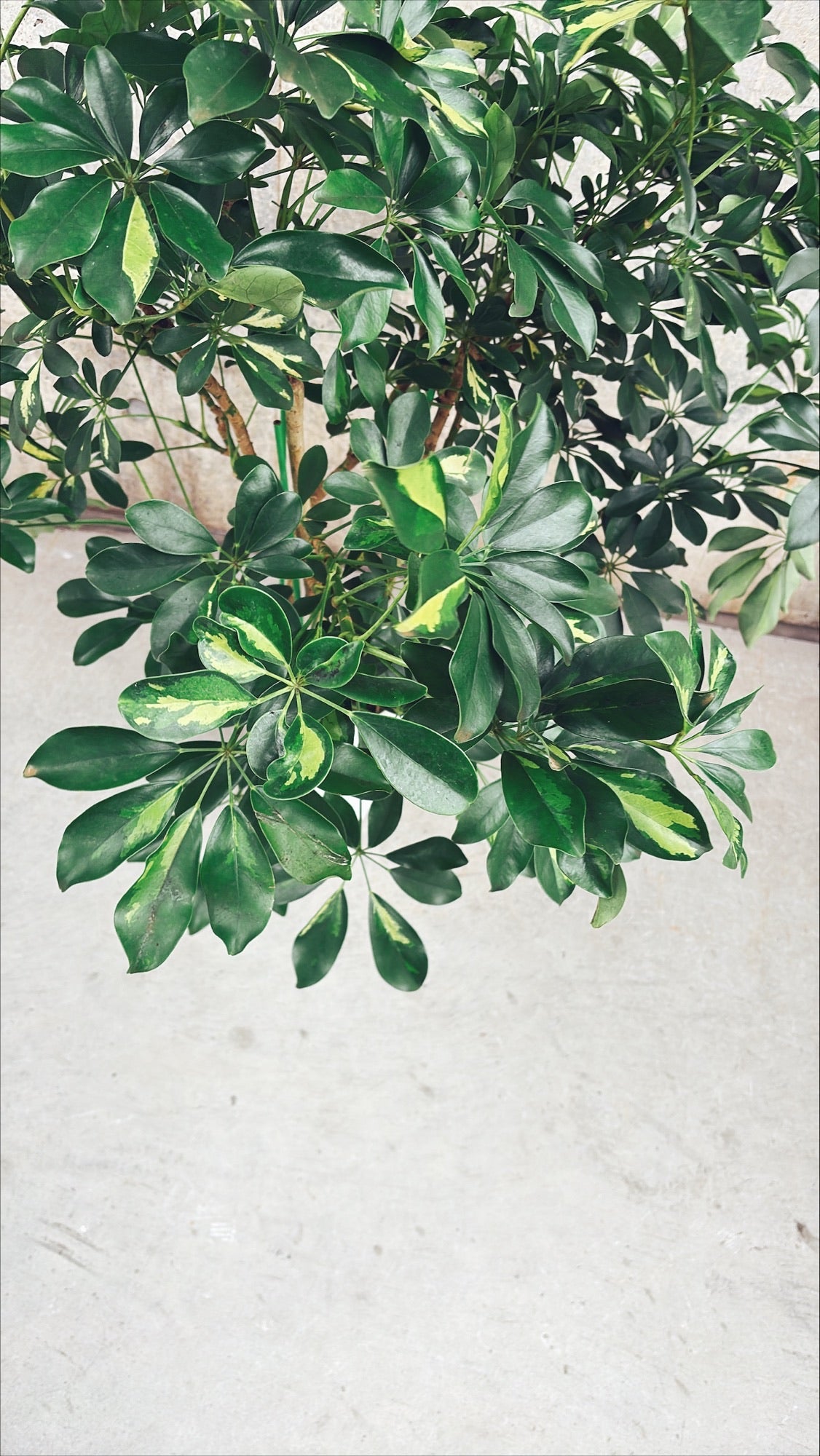 【東京都23区内の方のみ購入可】【送料無料】 シェフレラ ホンコン斑入り 8号