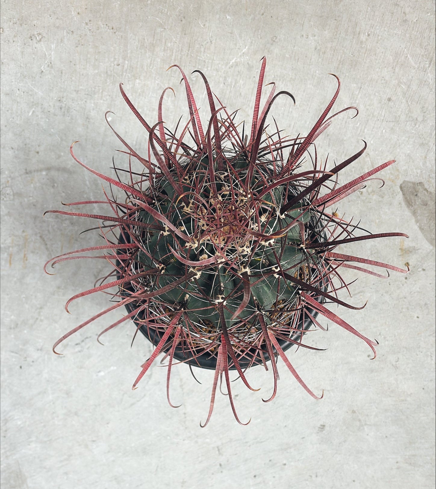 【東京都23区内の方のみ購入可】【送料無料】 サボテン 偉冠竜 9号