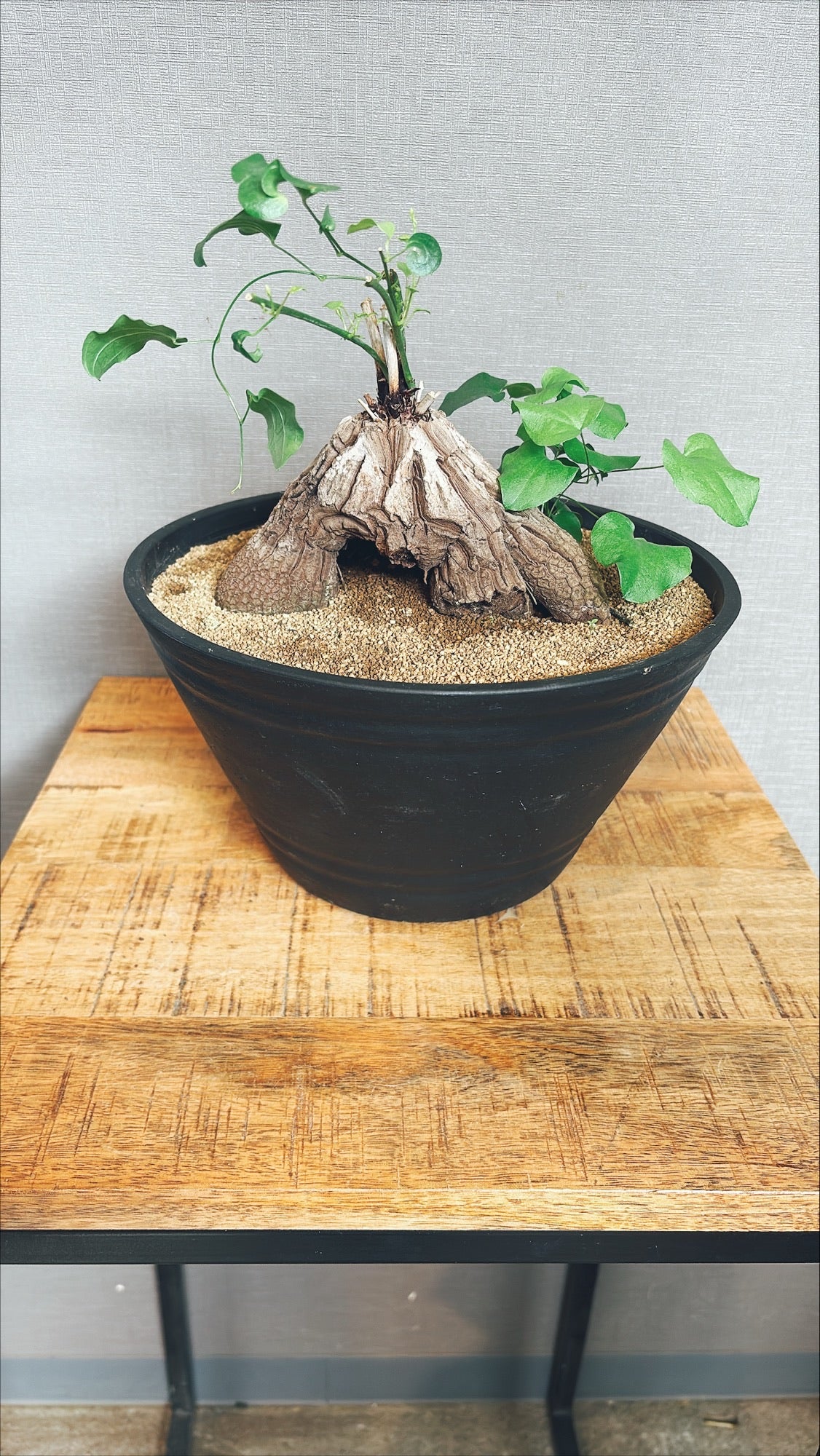 【東京都23区内の方のみ購入可】【送料無料】 亀甲竜(ディオスコレア・エレファンティペス) 8号鉢