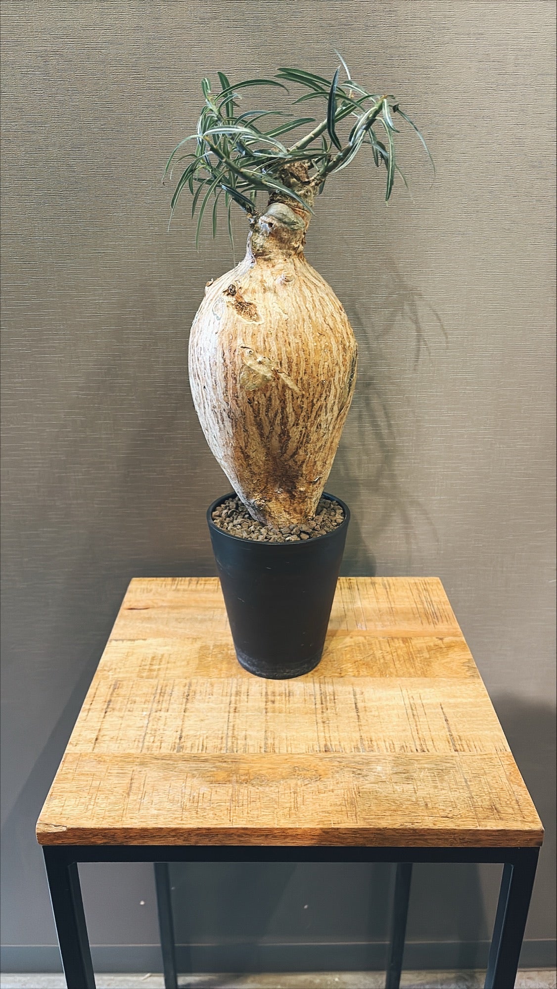 【東京都23区内の方のみ購入可】【送料無料】アデニウム ソマレンセ 5号鉢