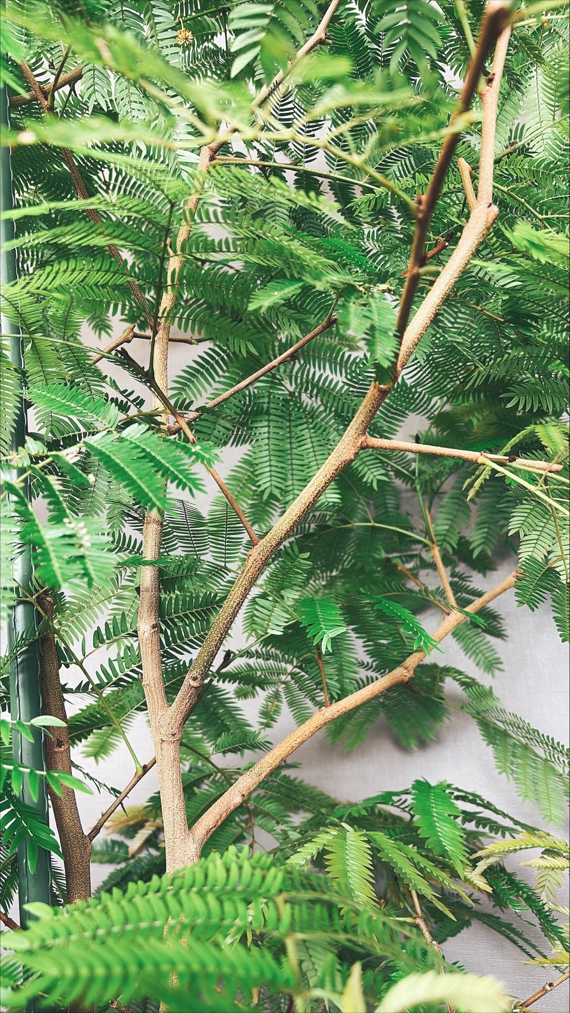 【東京都23区内の方のみ購入可】【送料無料】エバーフレッシュ 10号