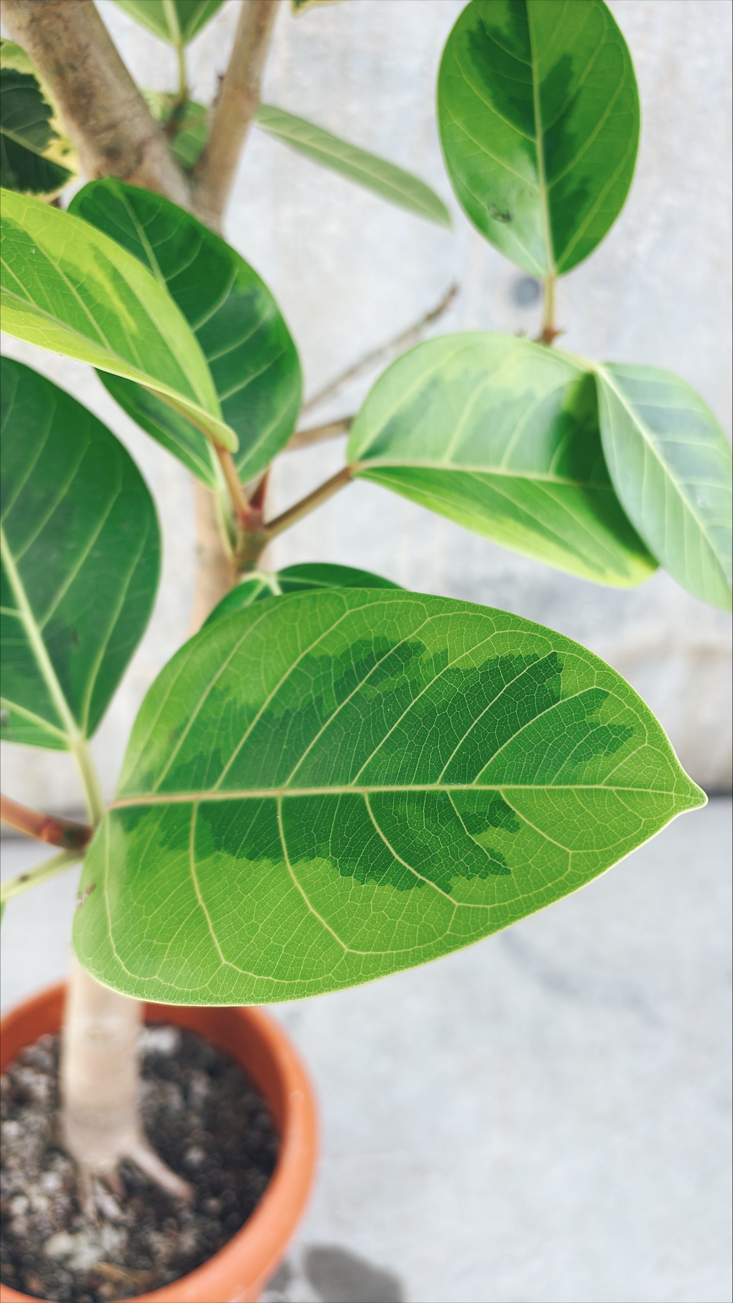 【東京都23区内の方のみ購入可】【送料無料】フィカス アルテシマ 10号