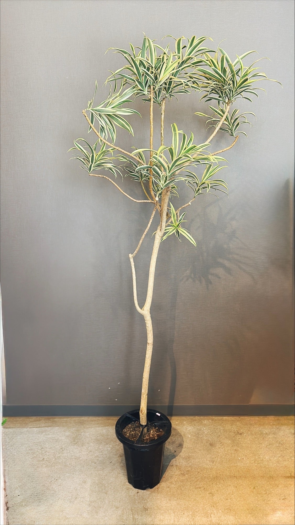 【東京都23区内の方のみ購入可】【送料無料】ドラセナ ソングオブインディオ 8号