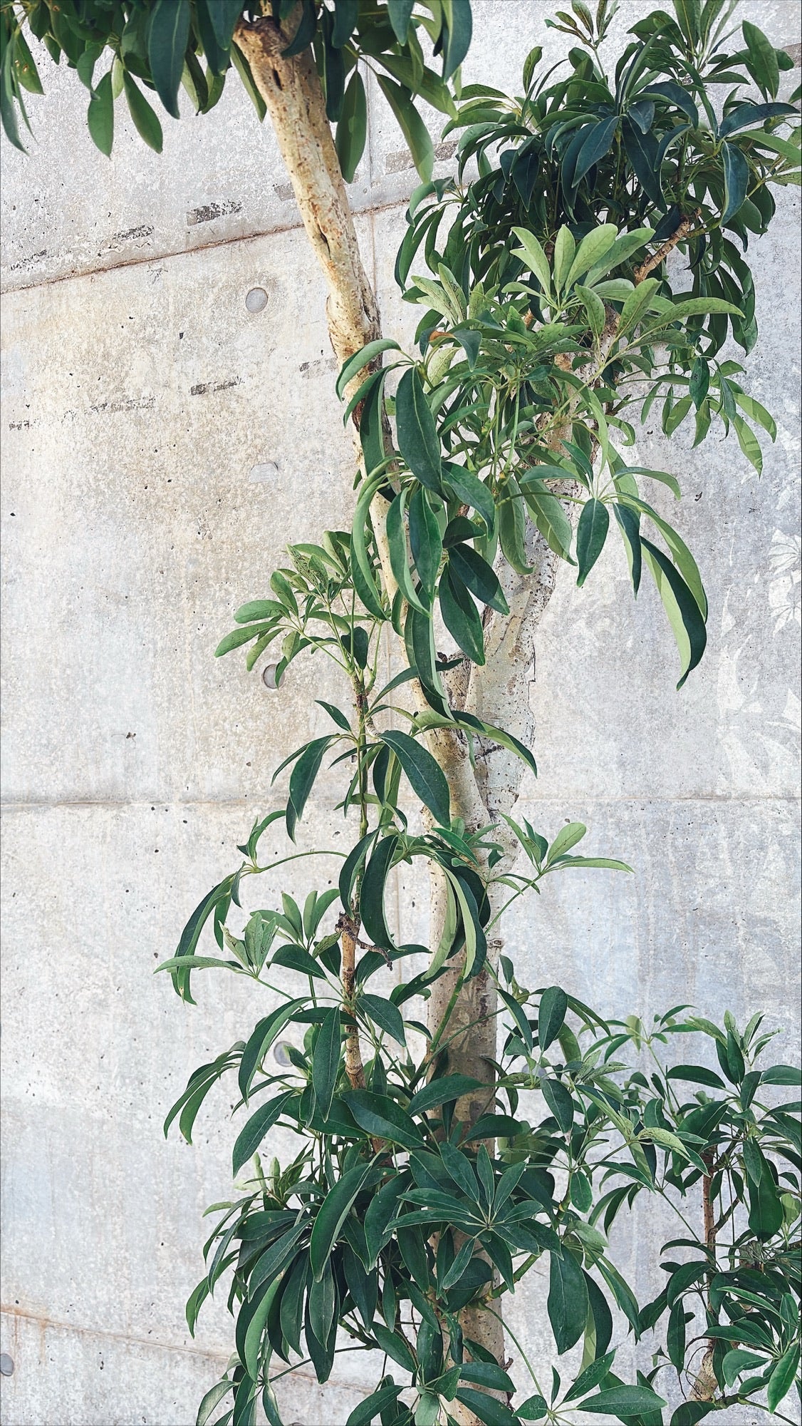 【東京都23区内の方のみ購入可】【送料無料】シェフレラ 10号I