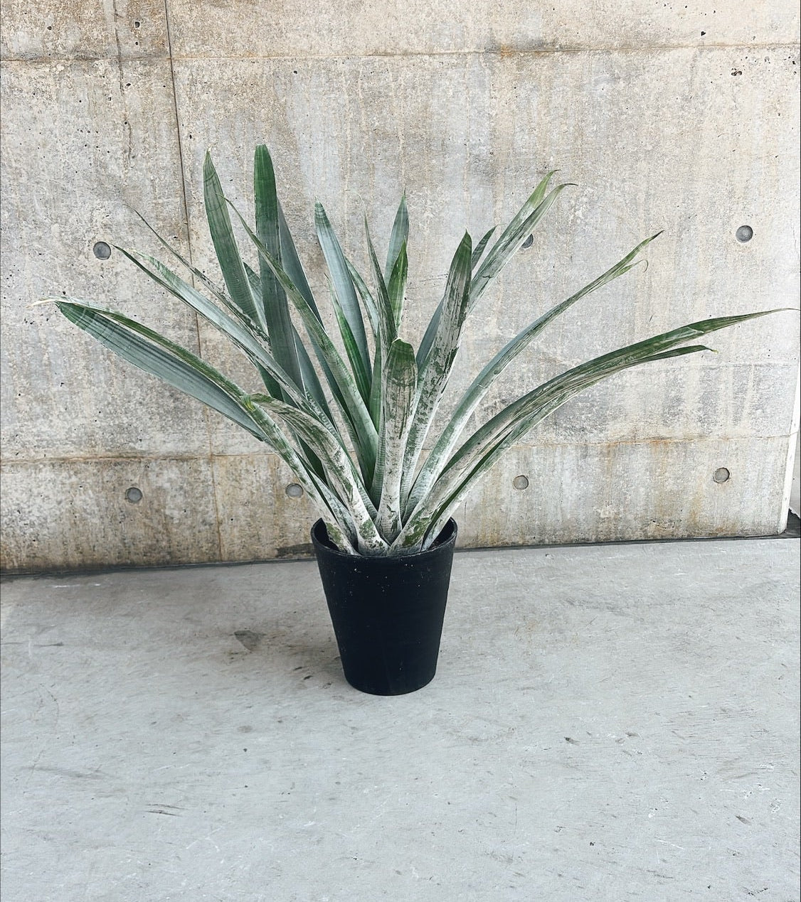 【東京都23区内の方のみ購入可】【送料無料】アルカンタレア オドラータ 9号