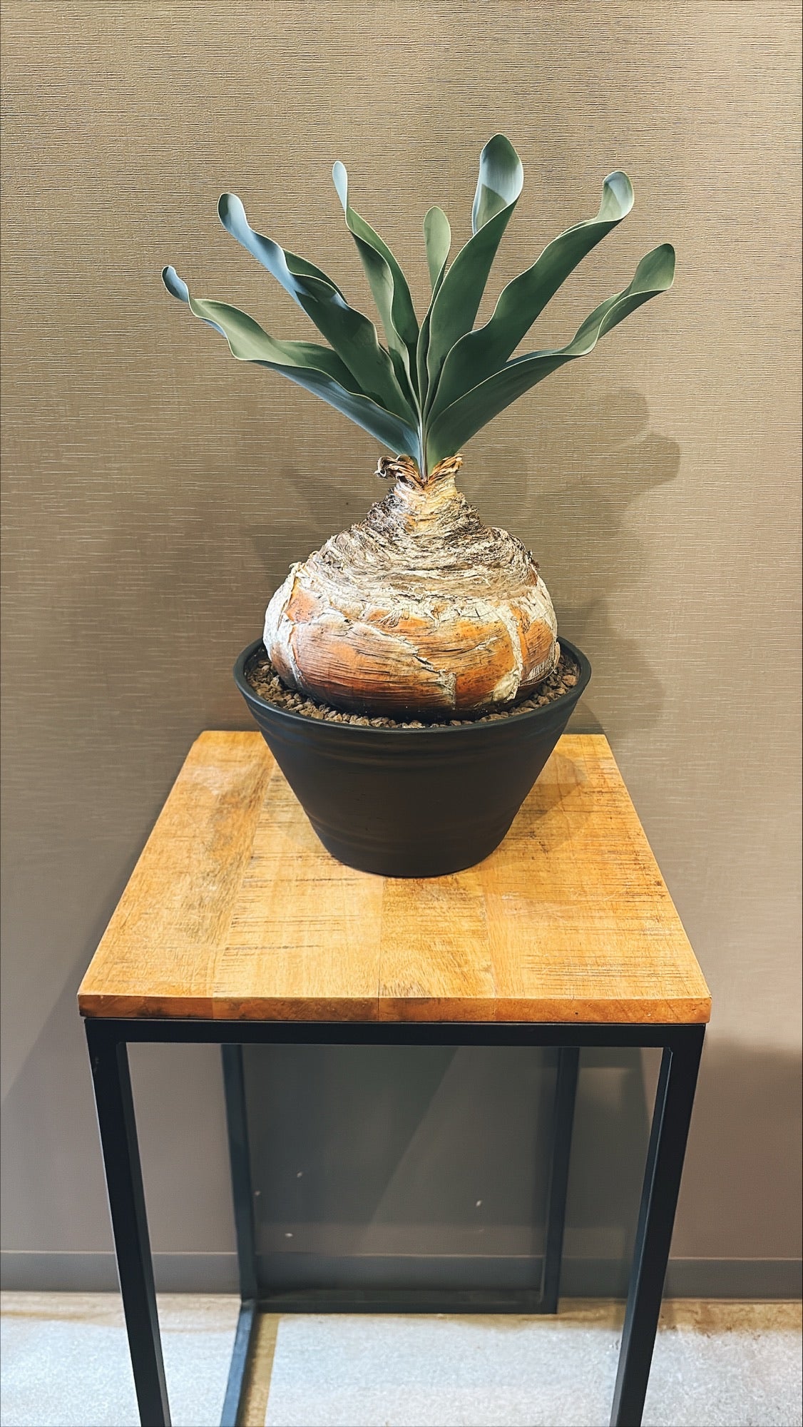 【東京都23区内の方のみ購入可】【送料無料】 ブーファン ハエマンソイデス 10号鉢