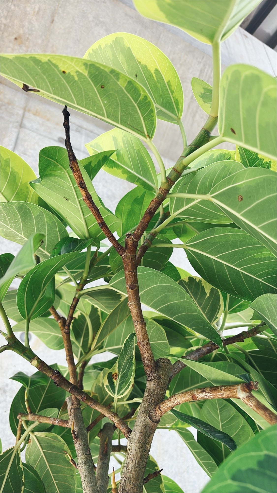 【東京都23区内の方のみ購入可】【送料無料】フィカス アルテシマ 10号