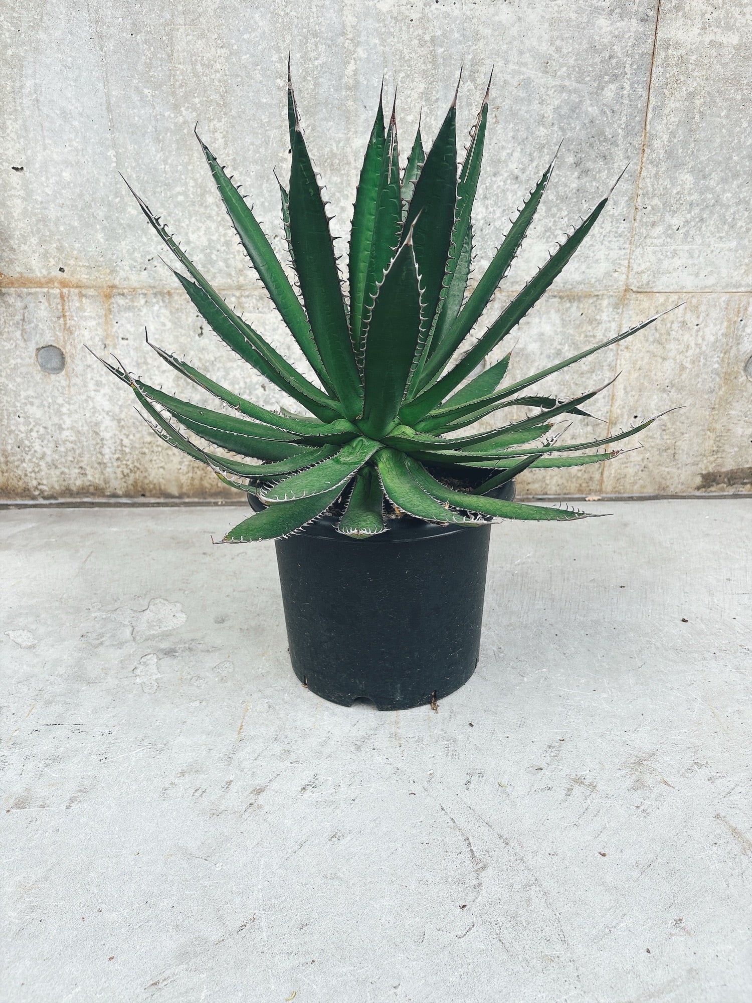 【東京都23区内の方のみ購入可】【送料無料】 アガベ ホリダ 8号