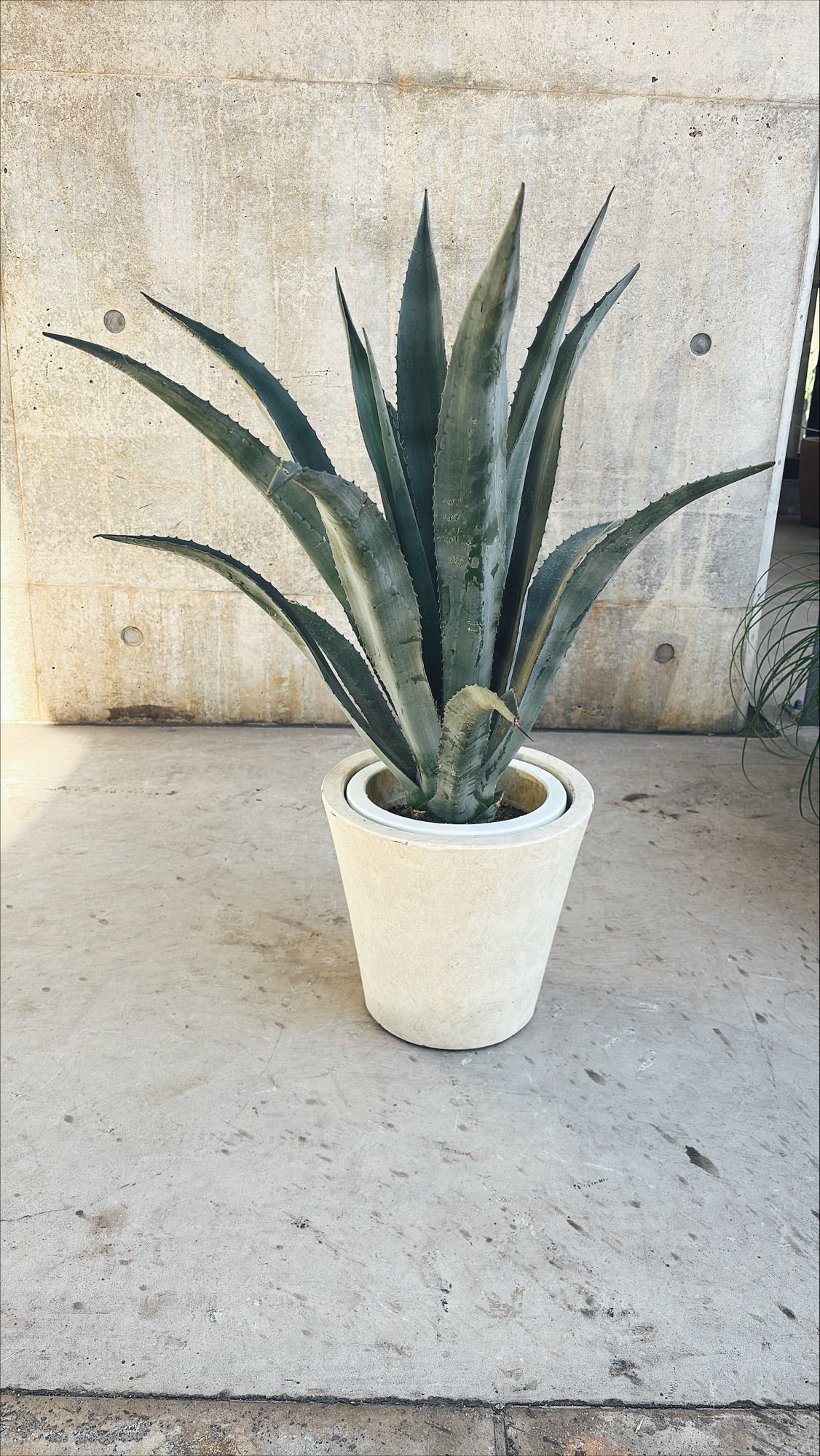 【東京都23区内の方のみ購入可】【送料無料】アガベ リュウゼツランA 7号鉢