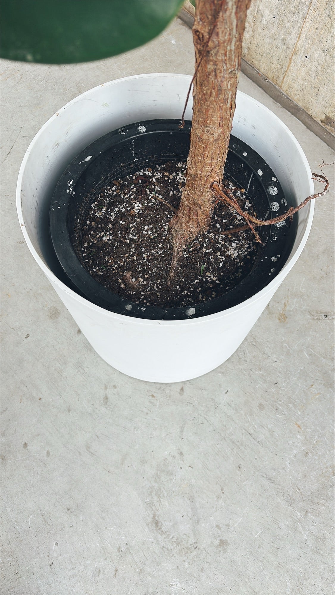 【東京都23区内の方のみ購入可】【送料無料】 フィカス エラスティカ ソフィア 10号鉢