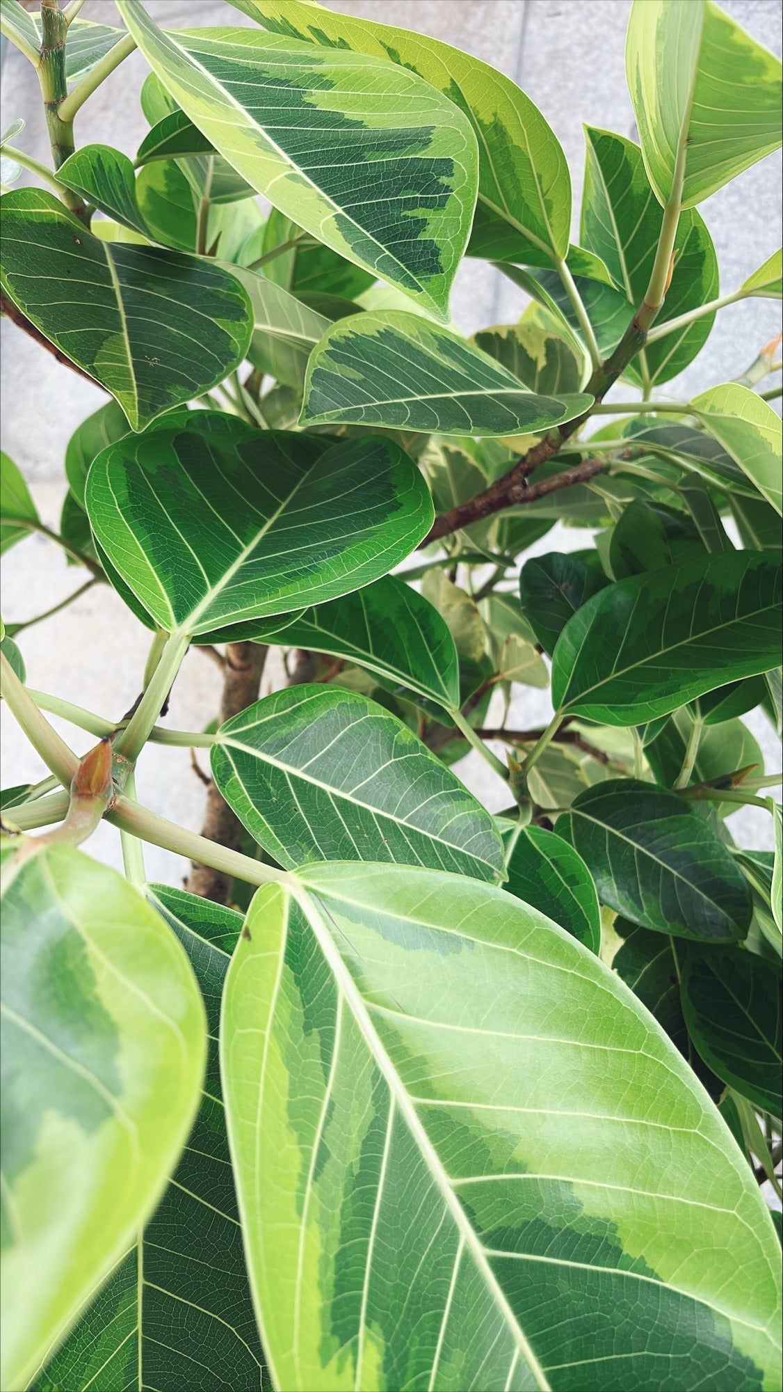 【東京都23区内の方のみ購入可】【送料無料】フィカス アルテシマ 10号