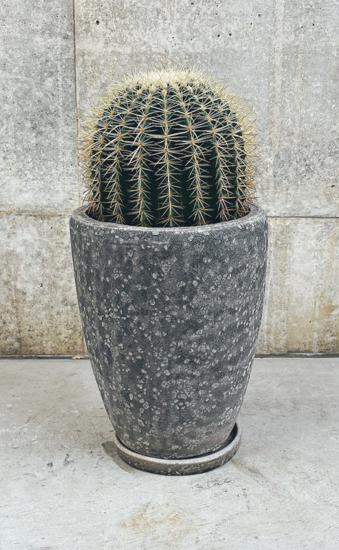 【東京都23区内の方のみ購入可】【送料無料】 サボテン 金鯱(キンシャチ) 6号