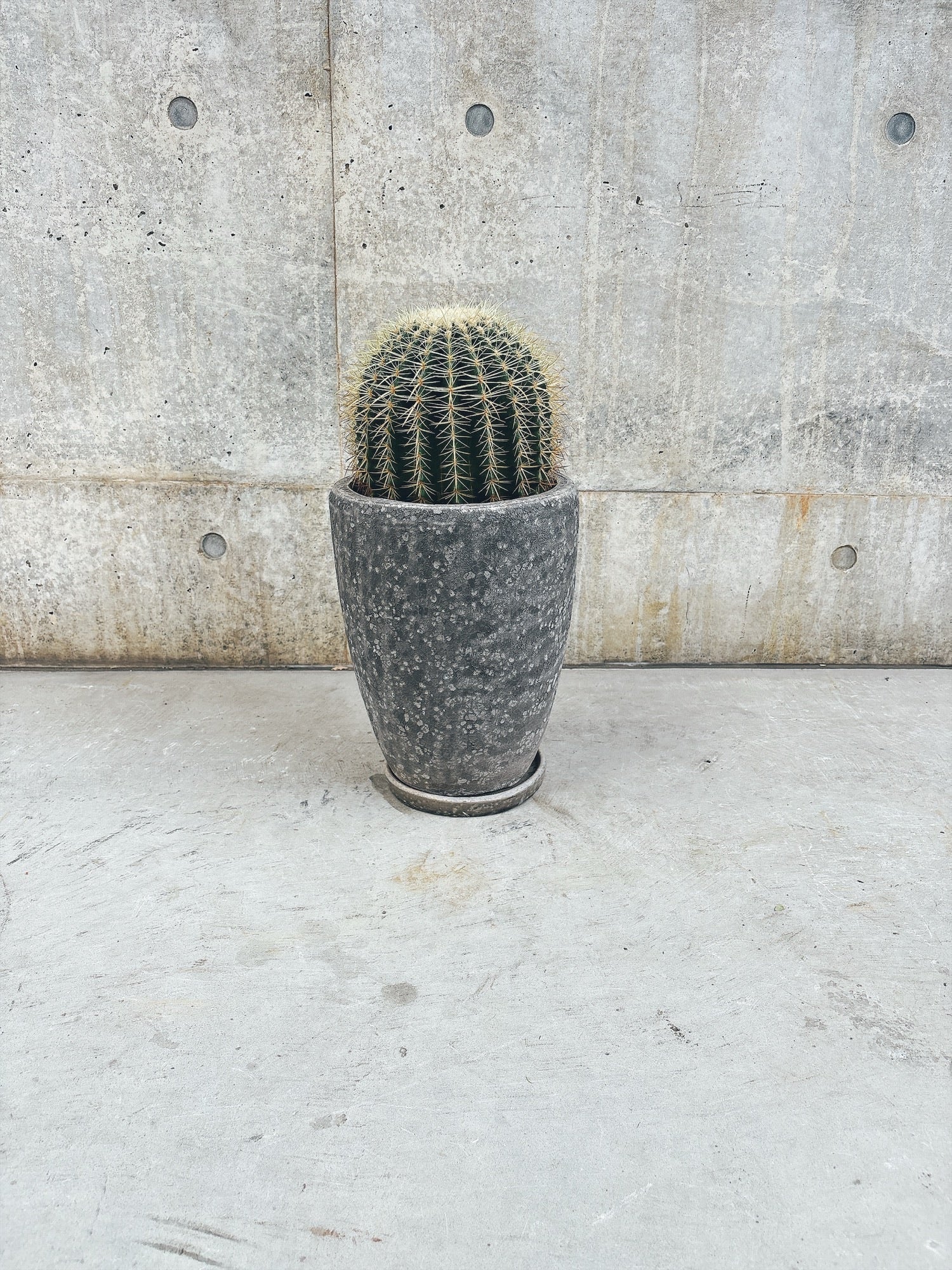 【東京都23区内の方のみ購入可】【送料無料】 サボテン 金鯱(キンシャチ) 6号