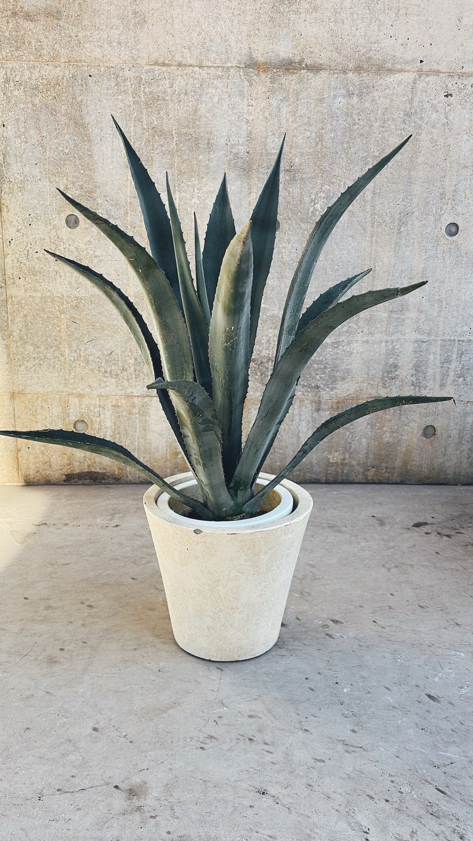 【東京都23区内の方のみ購入可】【送料無料】アガベ リュウゼツランA 7号鉢