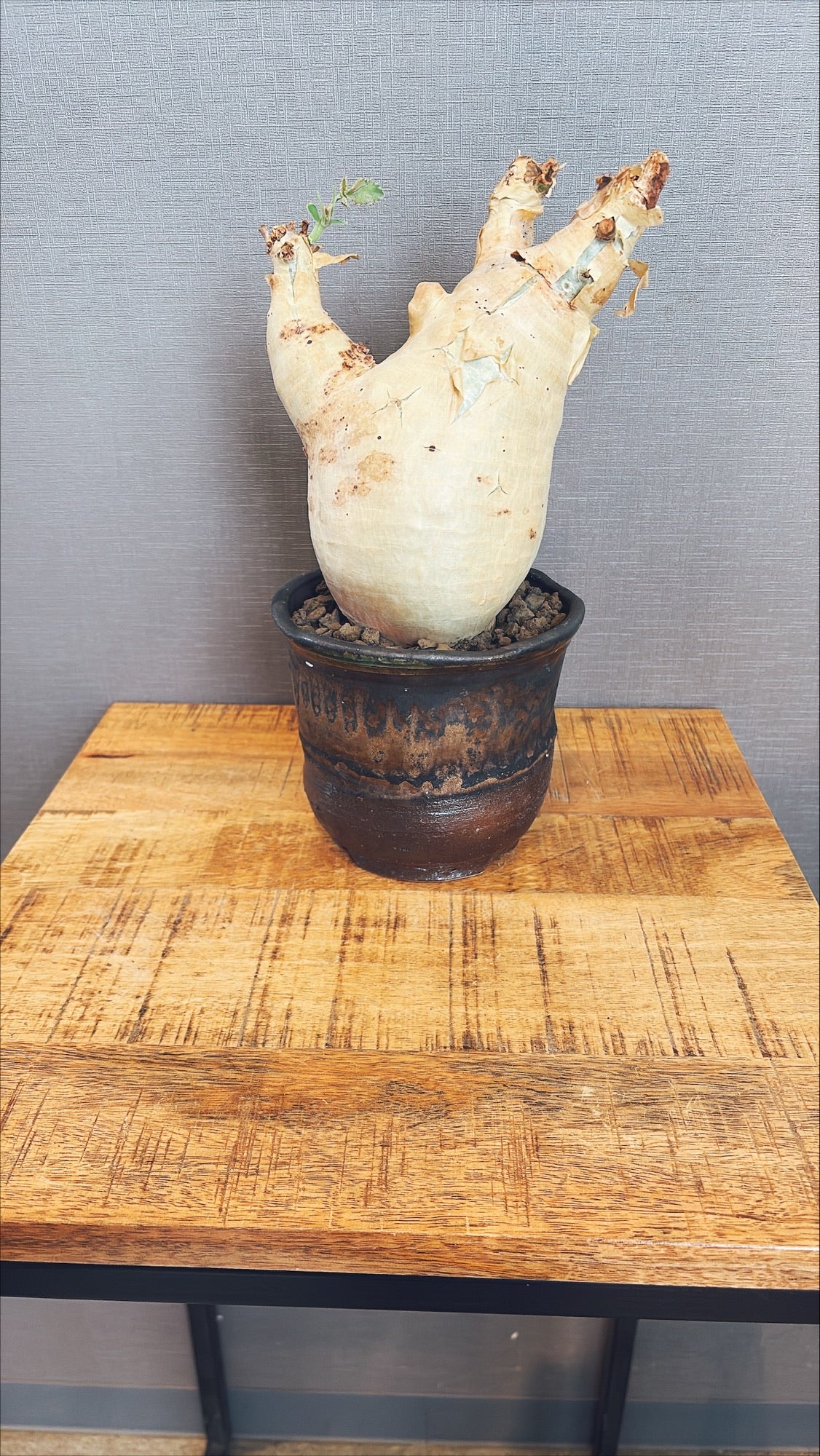 【東京都23区内の方のみ購入可】【送料無料】 キフォステンマ・ウッターマクロプス 5号