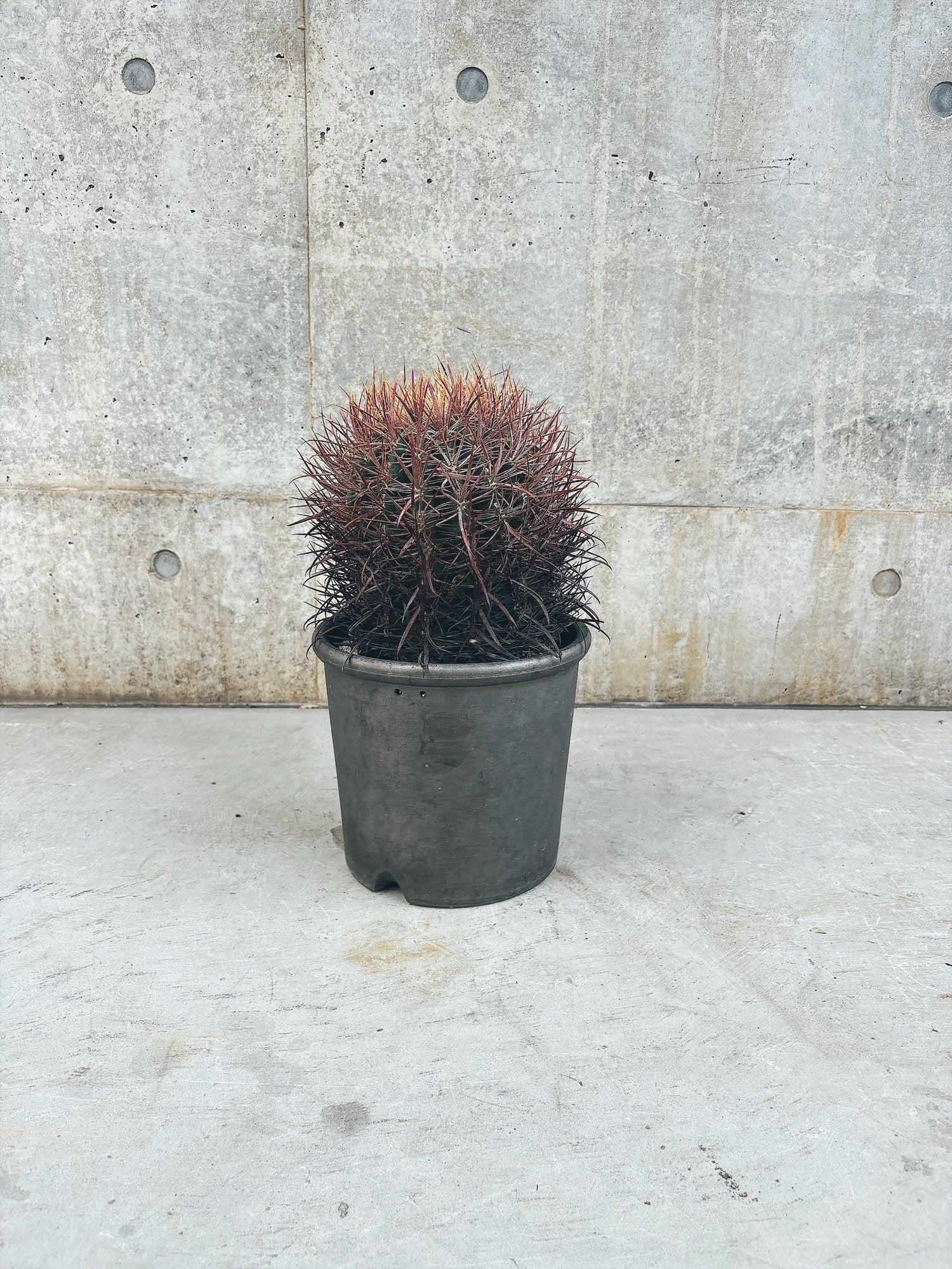 東京都23区内の方のみ購入可】【送料無料】 サボテン 鯱頭(シャチガシラ)