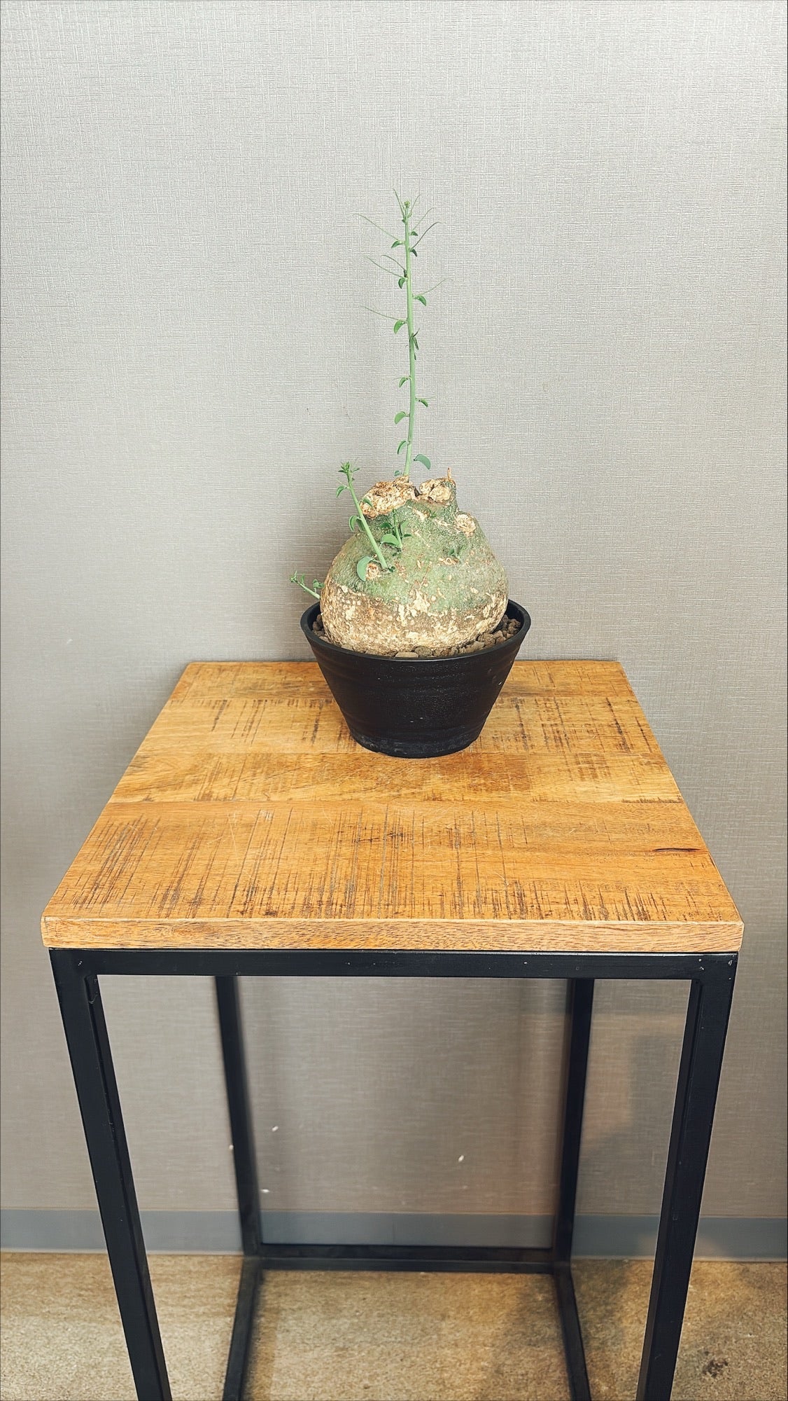 【東京都23区内の方のみ購入可】【送料無料】 アデニア・スピノーサ 7号