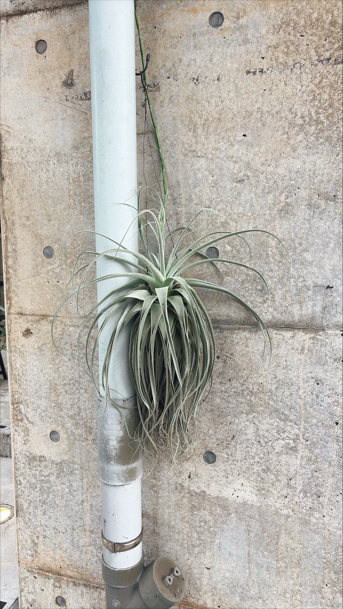 【東京都23区内の方のみ購入可】【送料無料】 チランジア ストラミネア