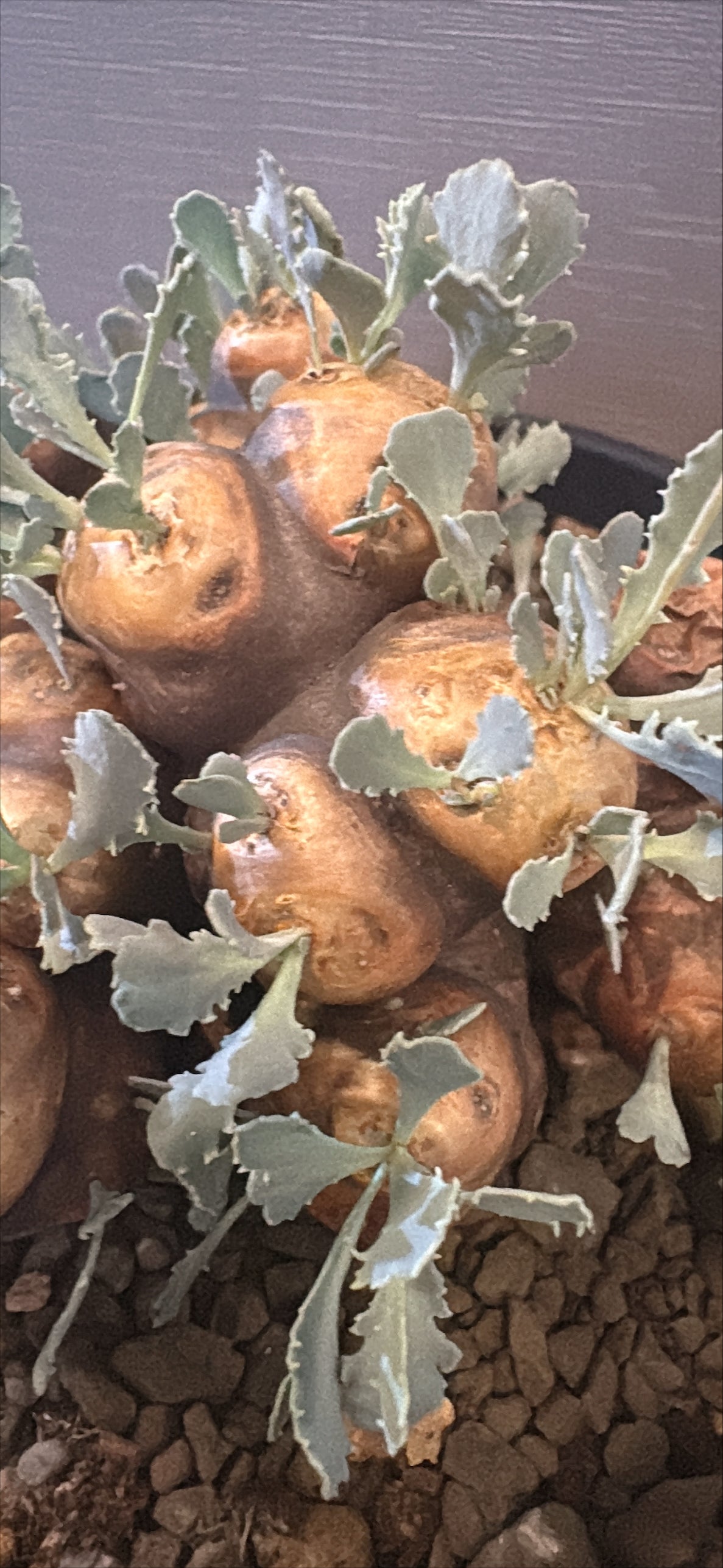 【東京都23区内の方のみ購入可】【送料無料】 オトンナ カカリオイデス 6号鉢
