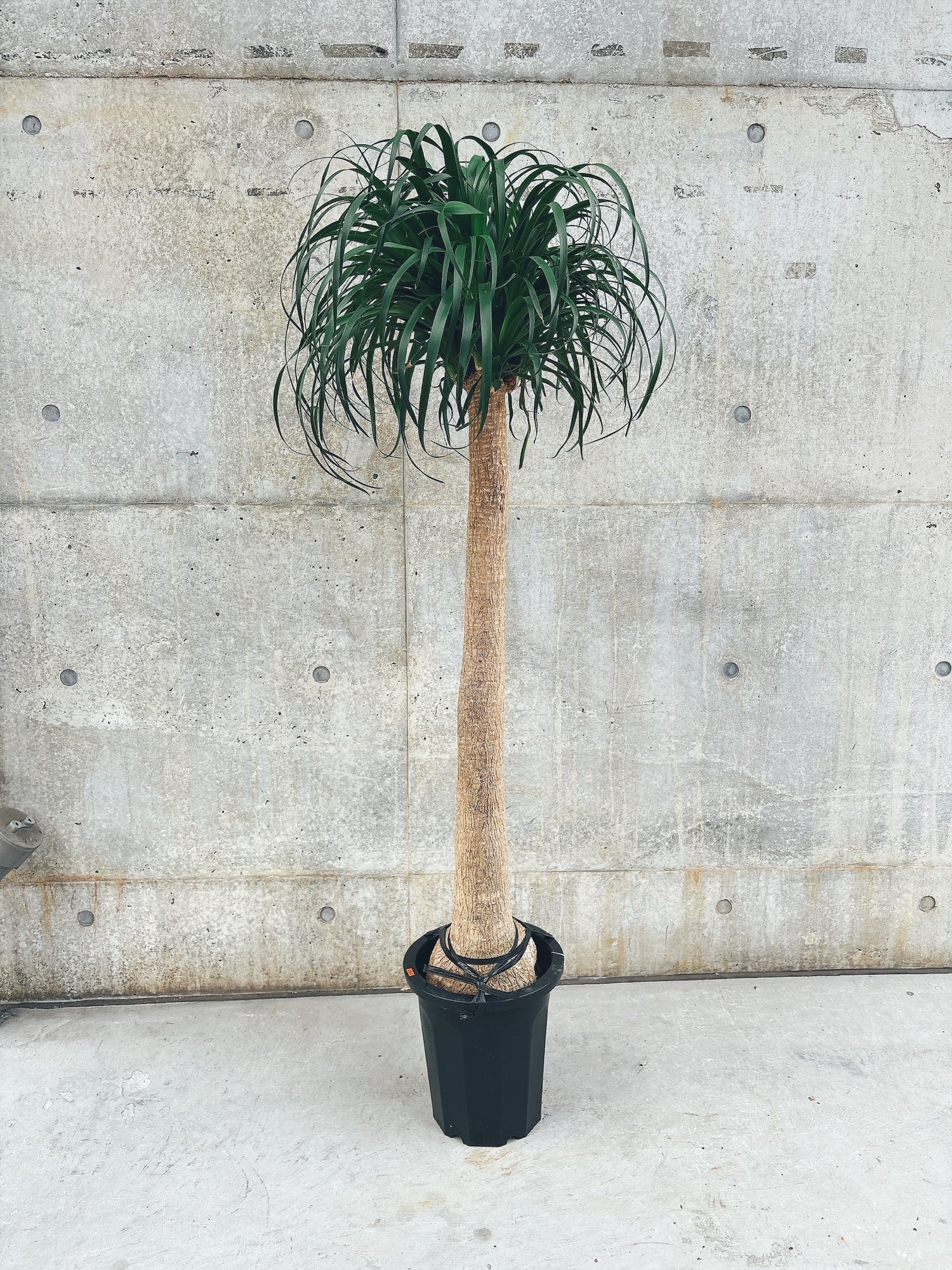 【東京都23区内の方のみ購入可】【送料無料】 トックリラン ポニーテール 10号