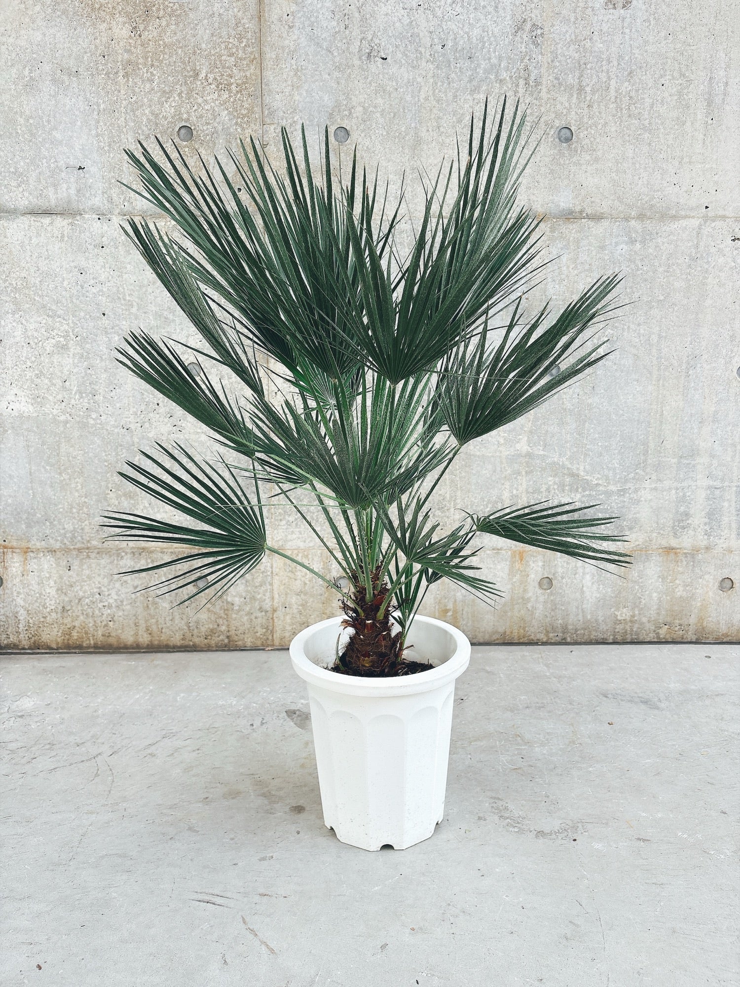 【東京都23区内の方のみ購入可】【送料無料】 チャメロプス 10号