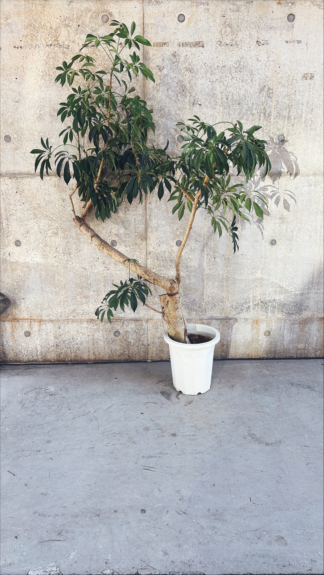 【東京都23区内の方のみ購入可】【送料無料】 シェフレラ 10号K