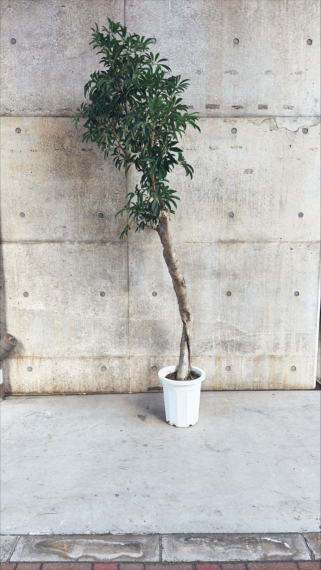 【東京都23区内の方のみ購入可】【送料無料】シェフレラ 10号F