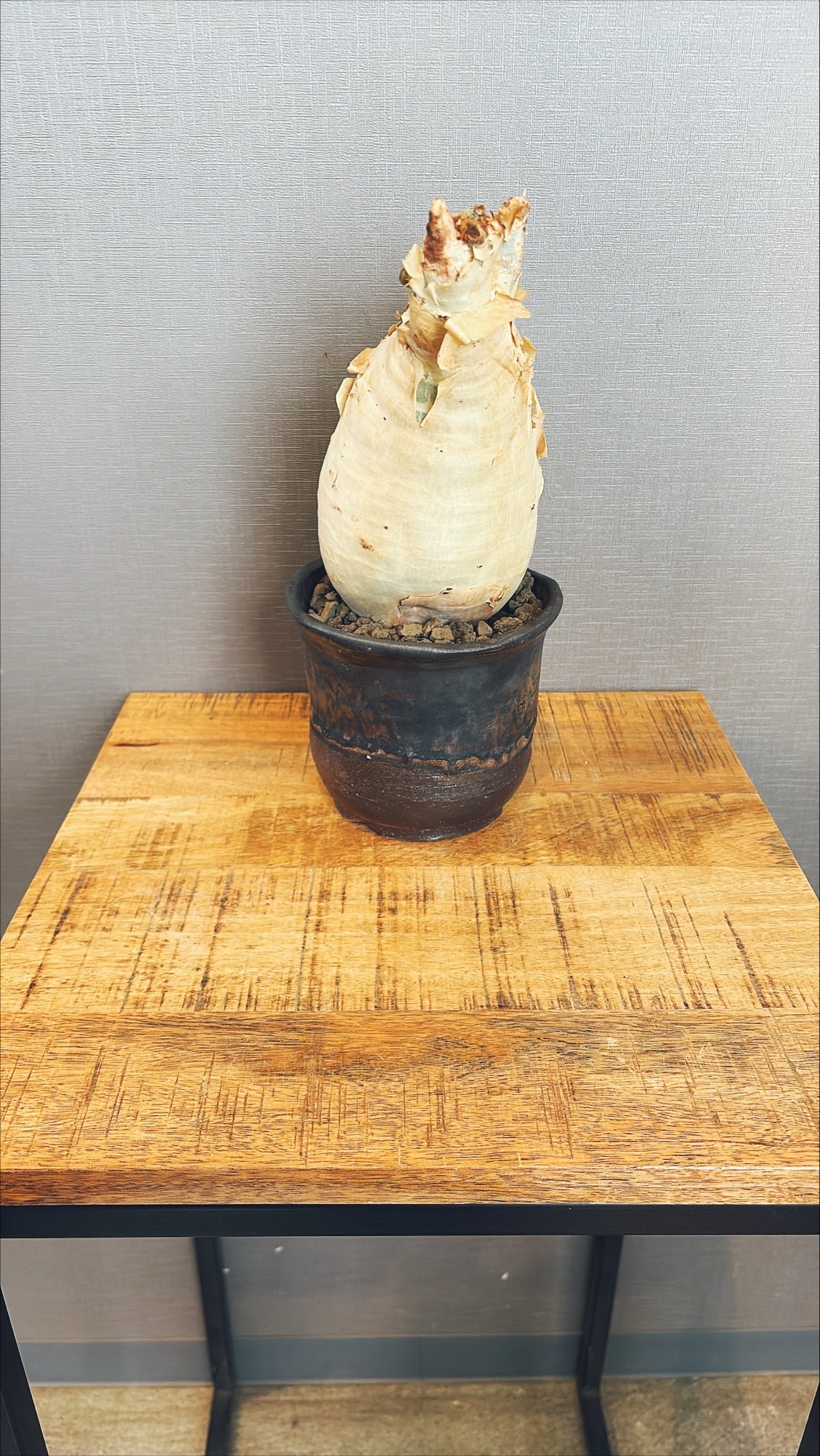 【東京都23区内の方のみ購入可】【送料無料】 キフォステンマ・ウッターマクロプス 5号