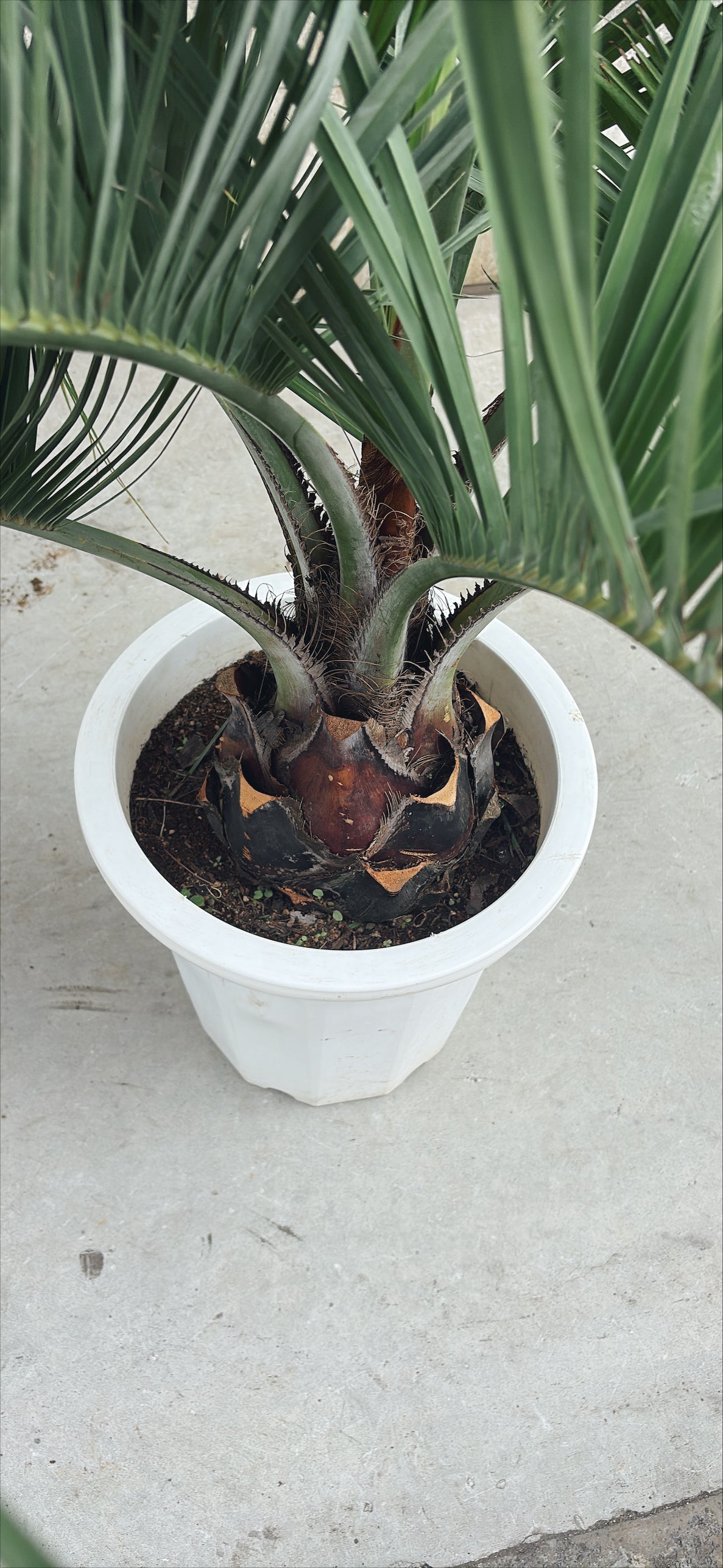 【東京都23区内の方のみ購入可】【送料無料】 ヤタイヤシ 10号鉢