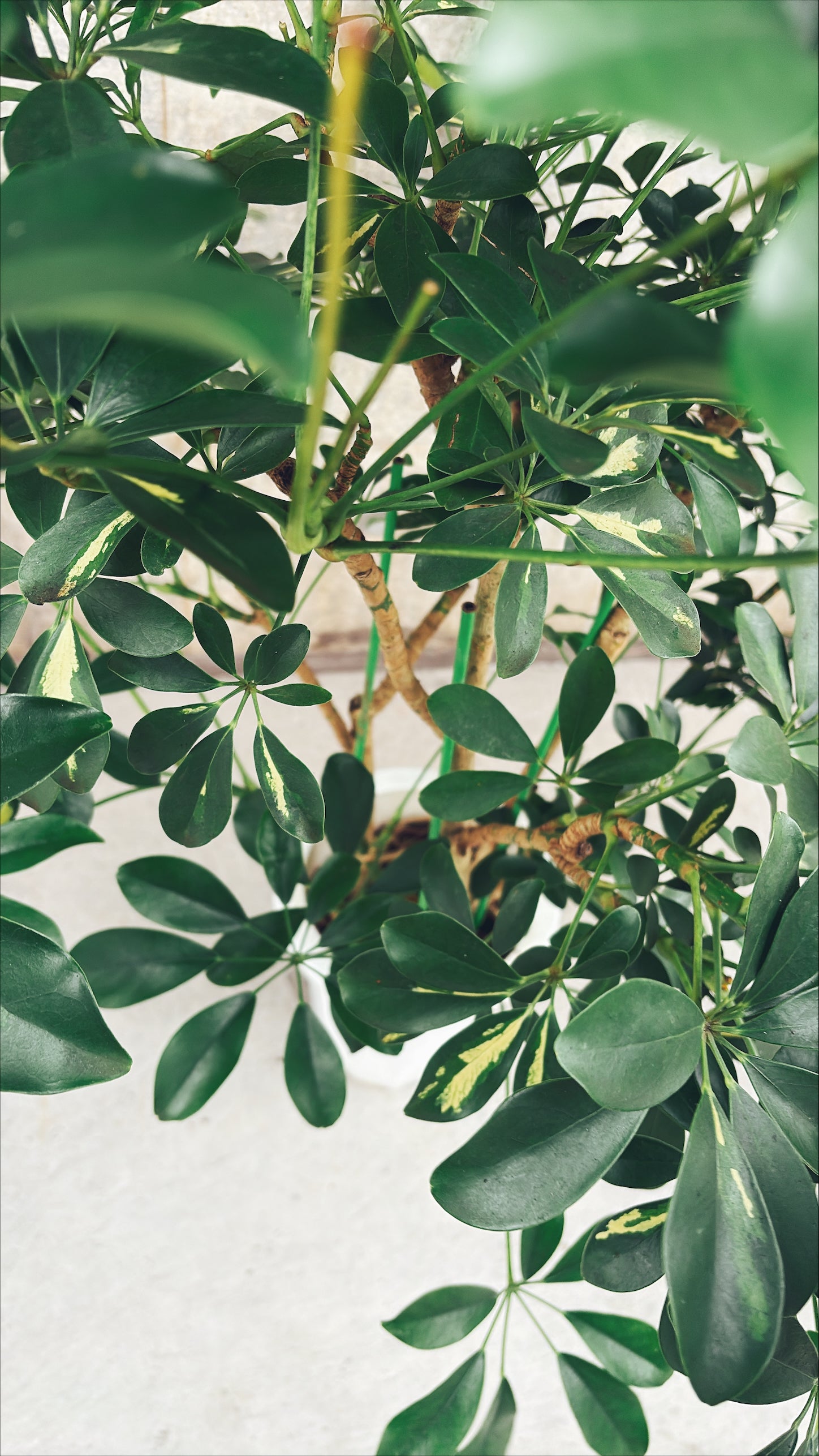 【東京都23区内の方のみ購入可】【送料無料】 シェフレラ ホンコン斑入り 8号