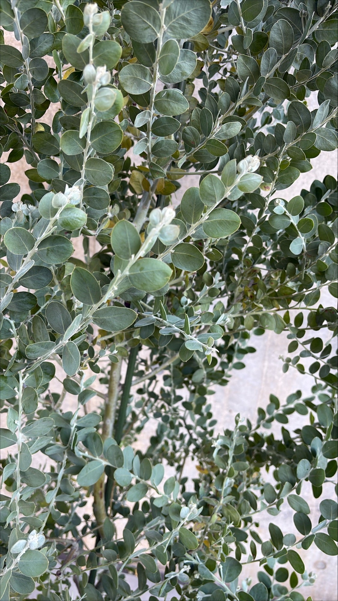 【東京都23区内の方のみ購入可】【送料無料】 アカシア ポダリリーフォリア 10号