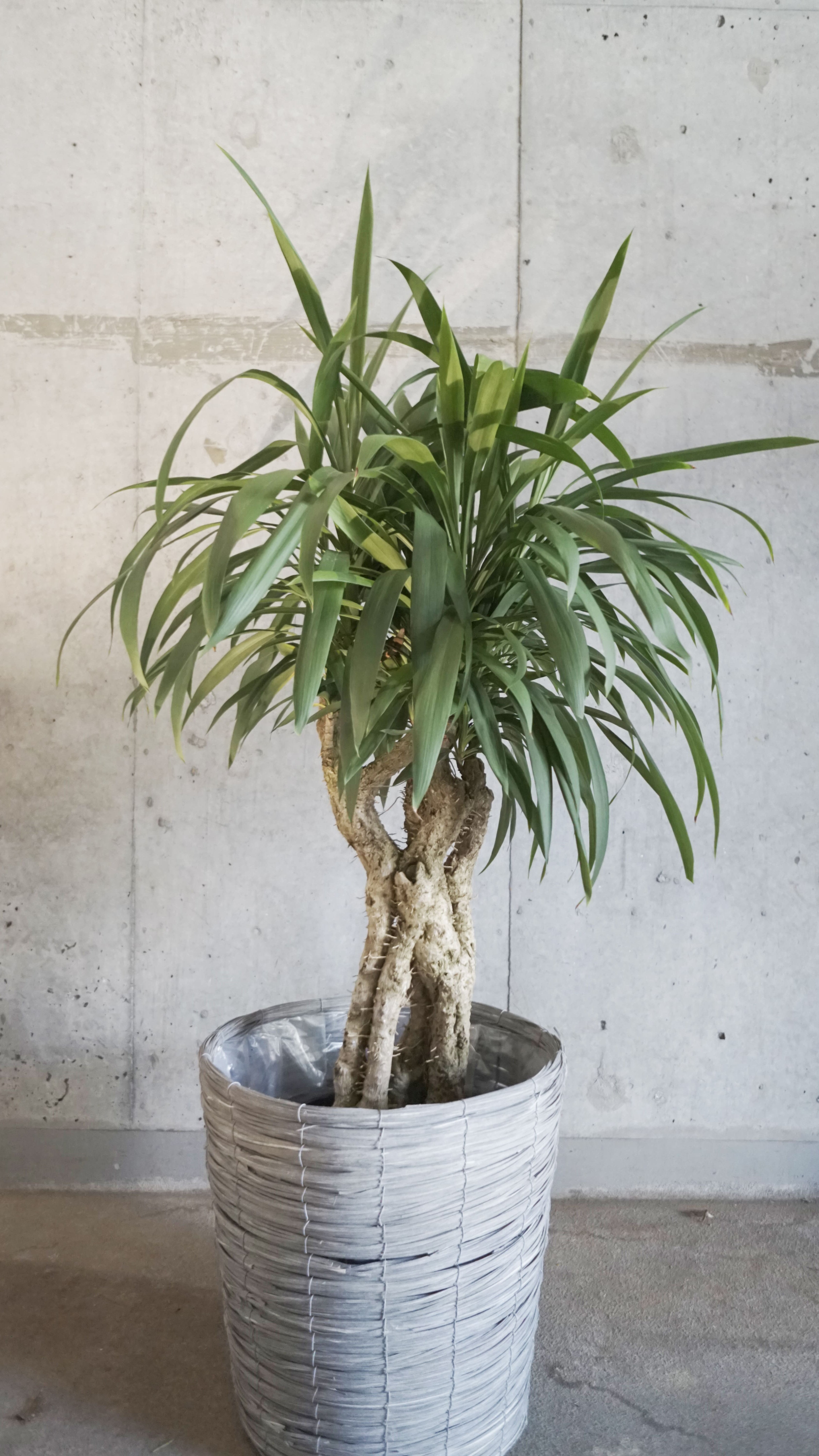 【送料込】観葉植物 ドラセナ系（Mサイズ）