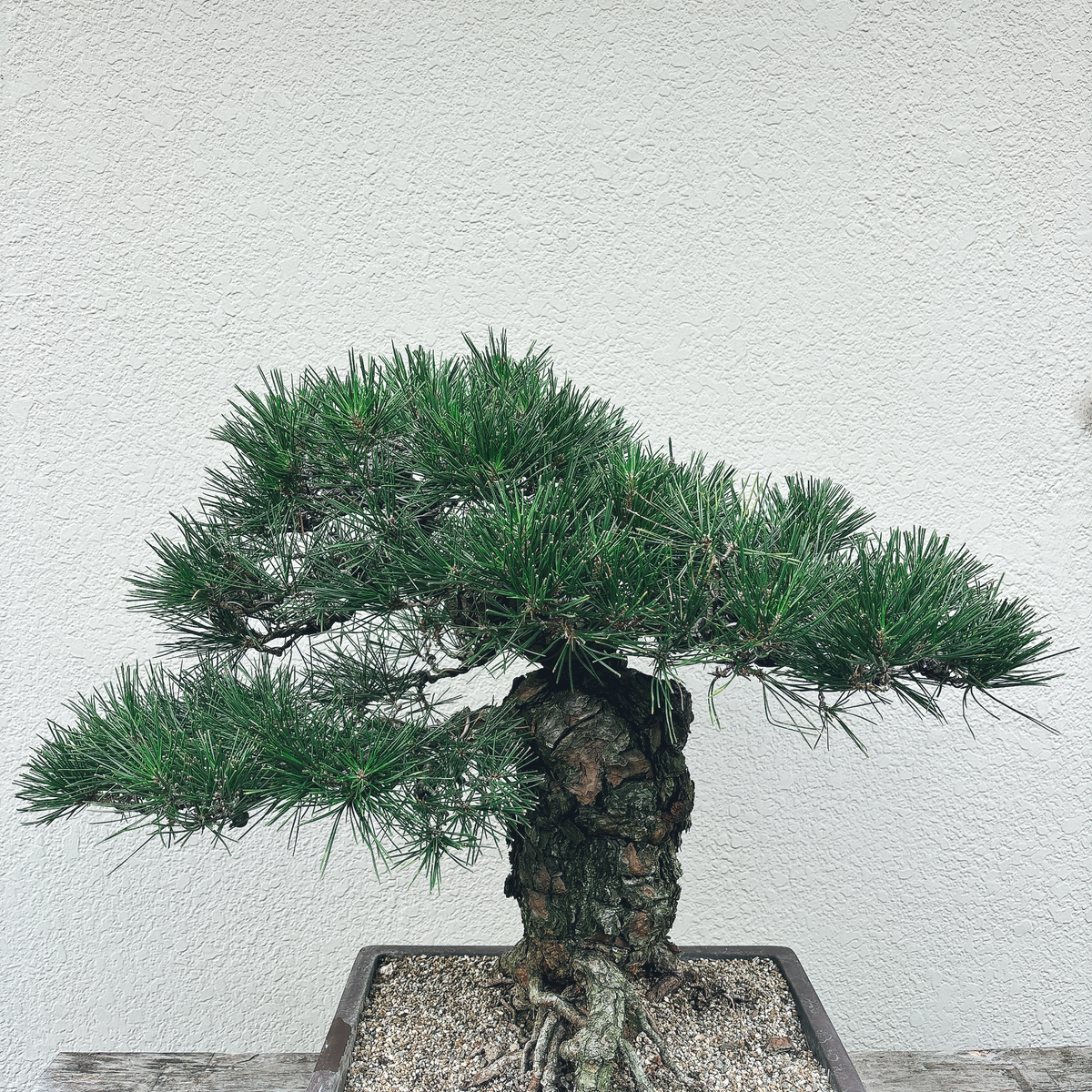 IMG_1549.png?crop=center&