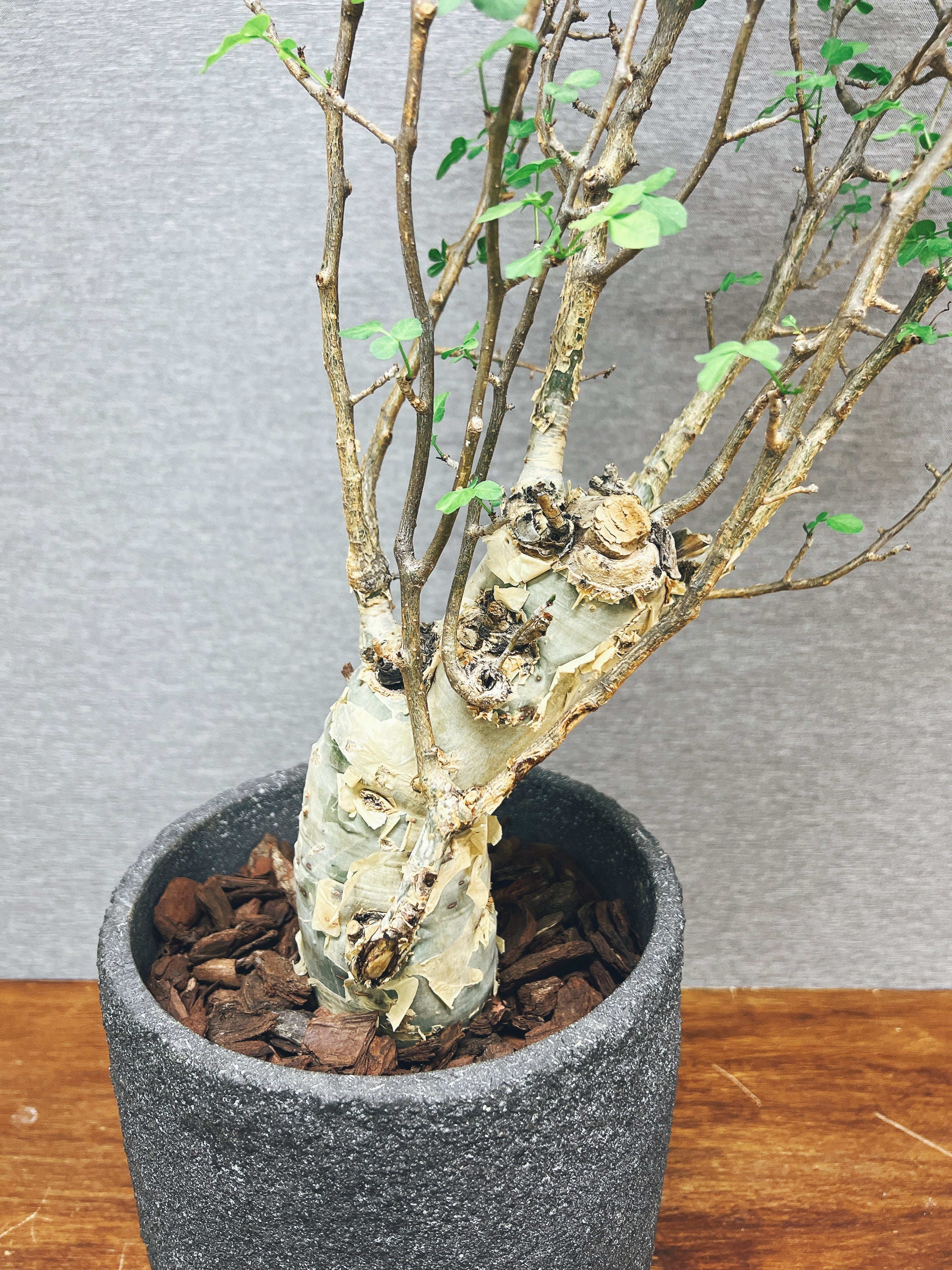 現品】塊根植物 ブルセラ ファガロイデス ８号鉢 カクタス長田 | nate 