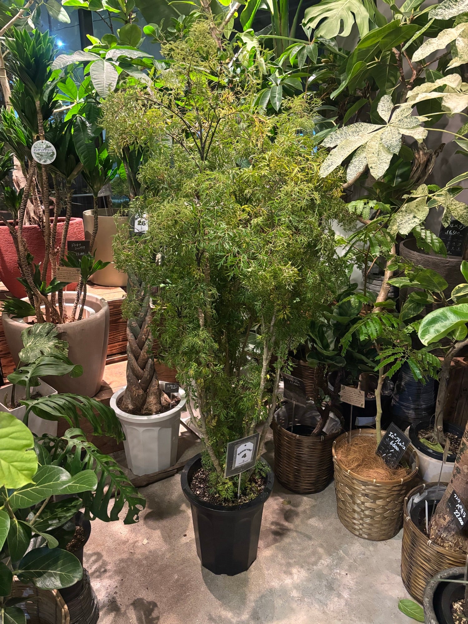 F様専用ポリシャス