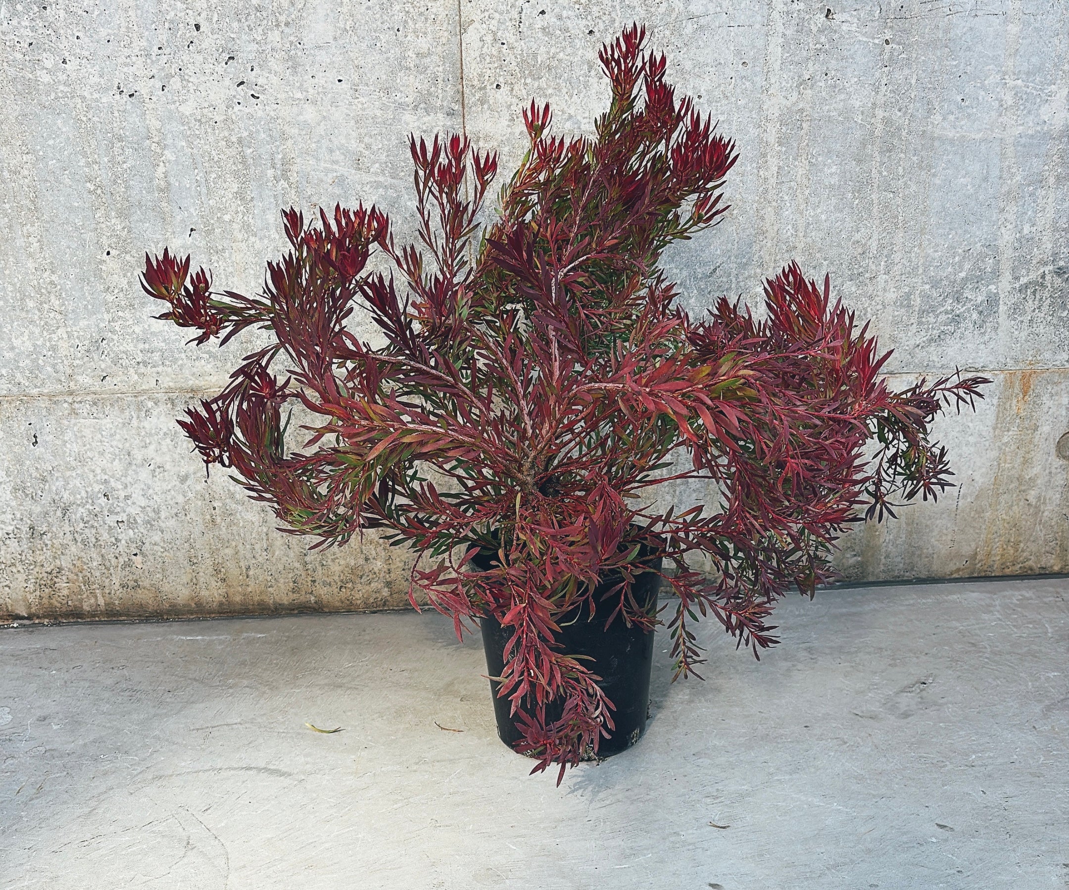 【東京都23区内の方のみ購入可】【送料無料】 リューカデンドロン 6号