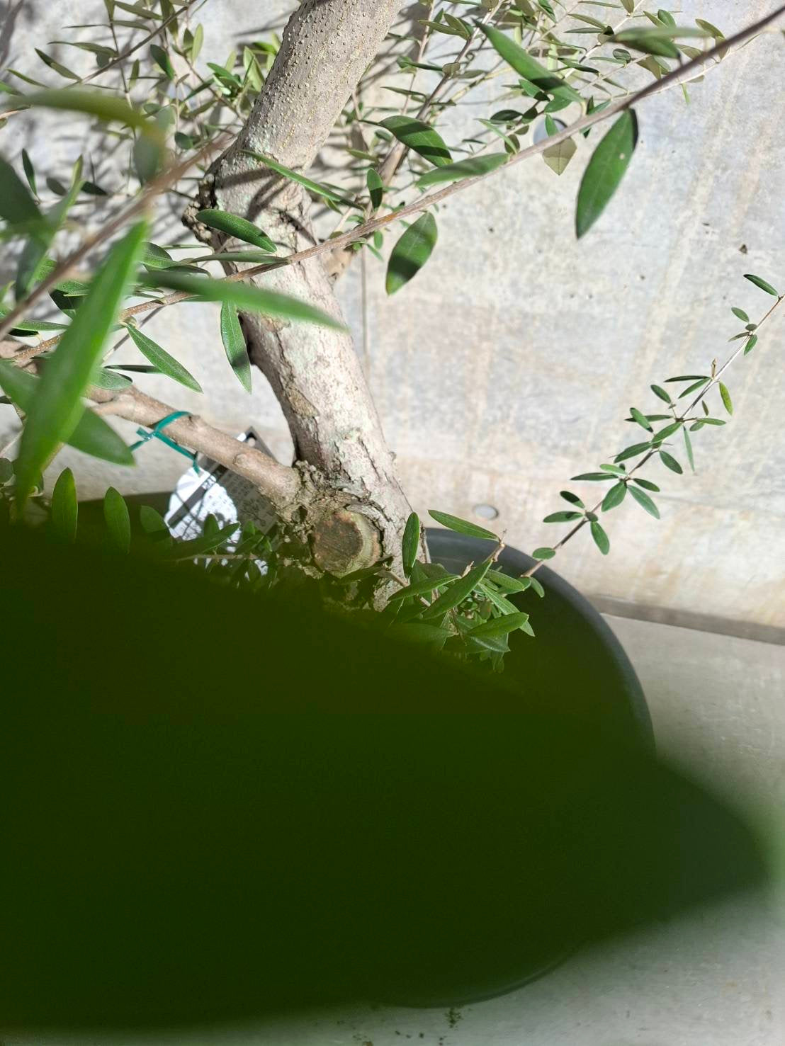 【東京都23区内の方のみ購入可】【送料無料】オリーブ　ネバディブランコ 15号