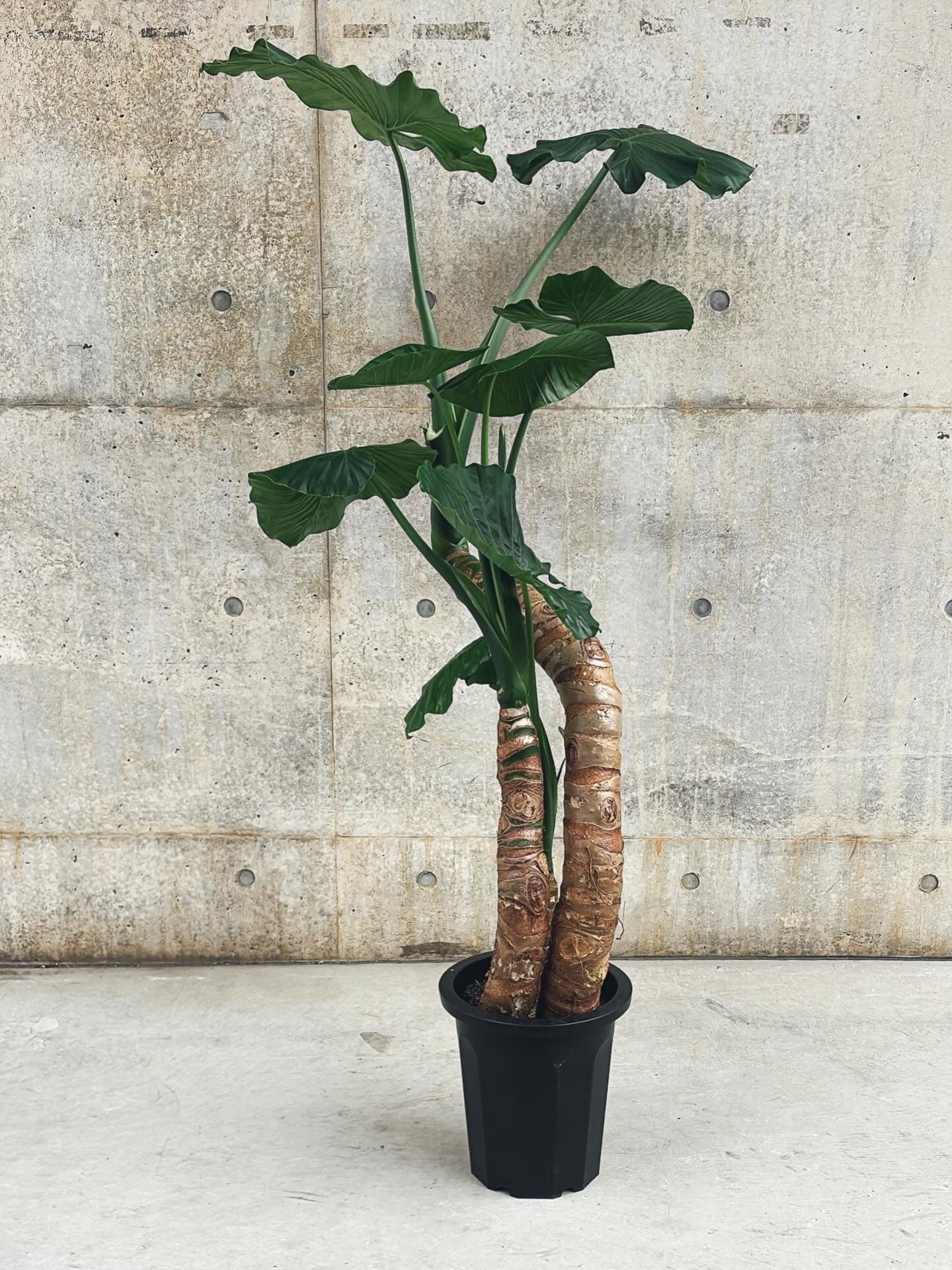 【東京都23区内の方のみ購入可】【送料無料】クワズイモ 10号鉢