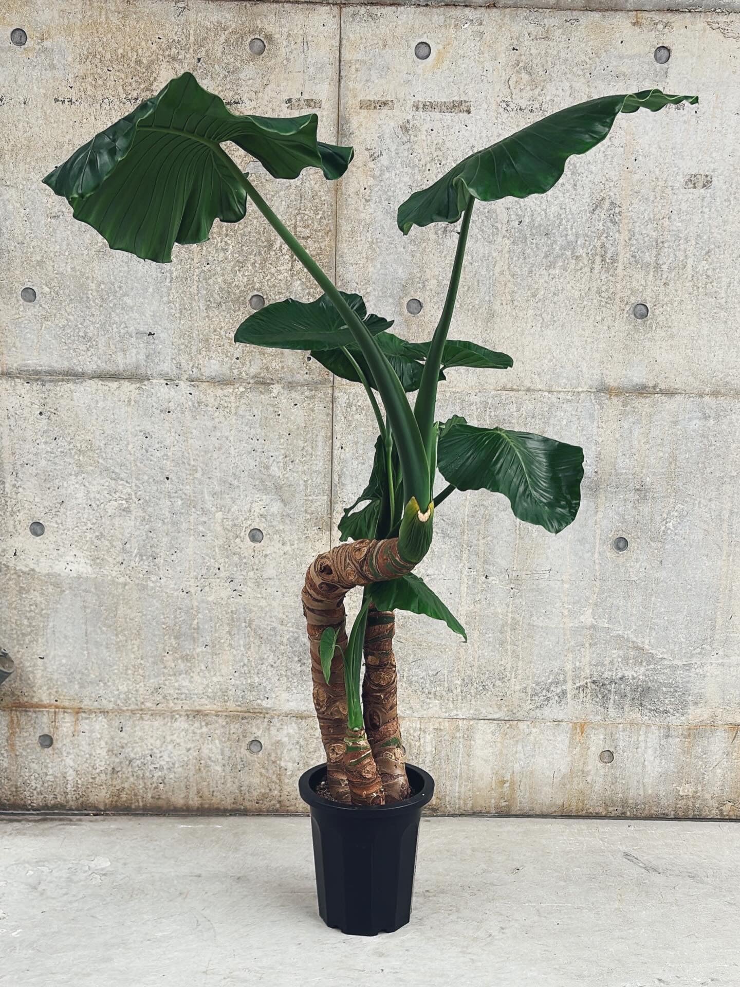 【東京都23区内の方のみ購入可】【送料無料】クワズイモ 10号鉢