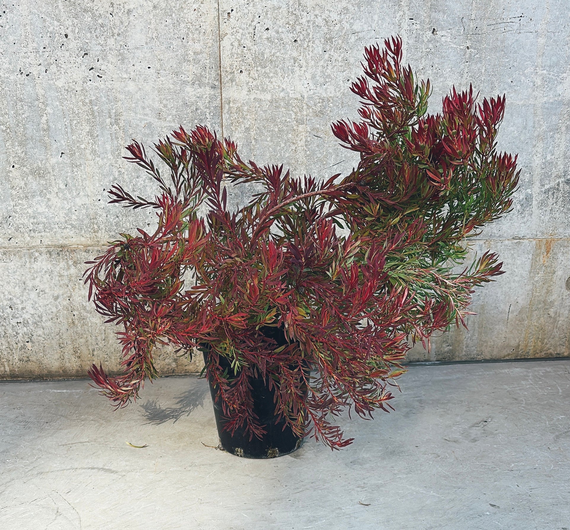 【東京都23区内の方のみ購入可】【送料無料】 リューカデンドロン 6号