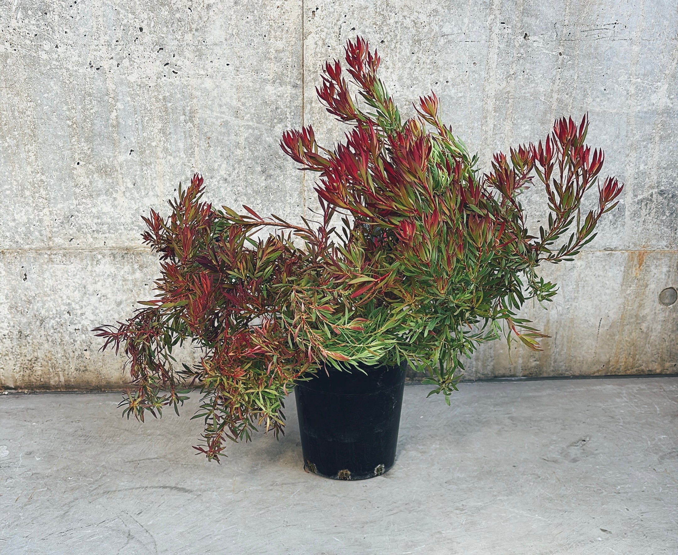 【東京都23区内の方のみ購入可】【送料無料】 リューカデンドロン 6号